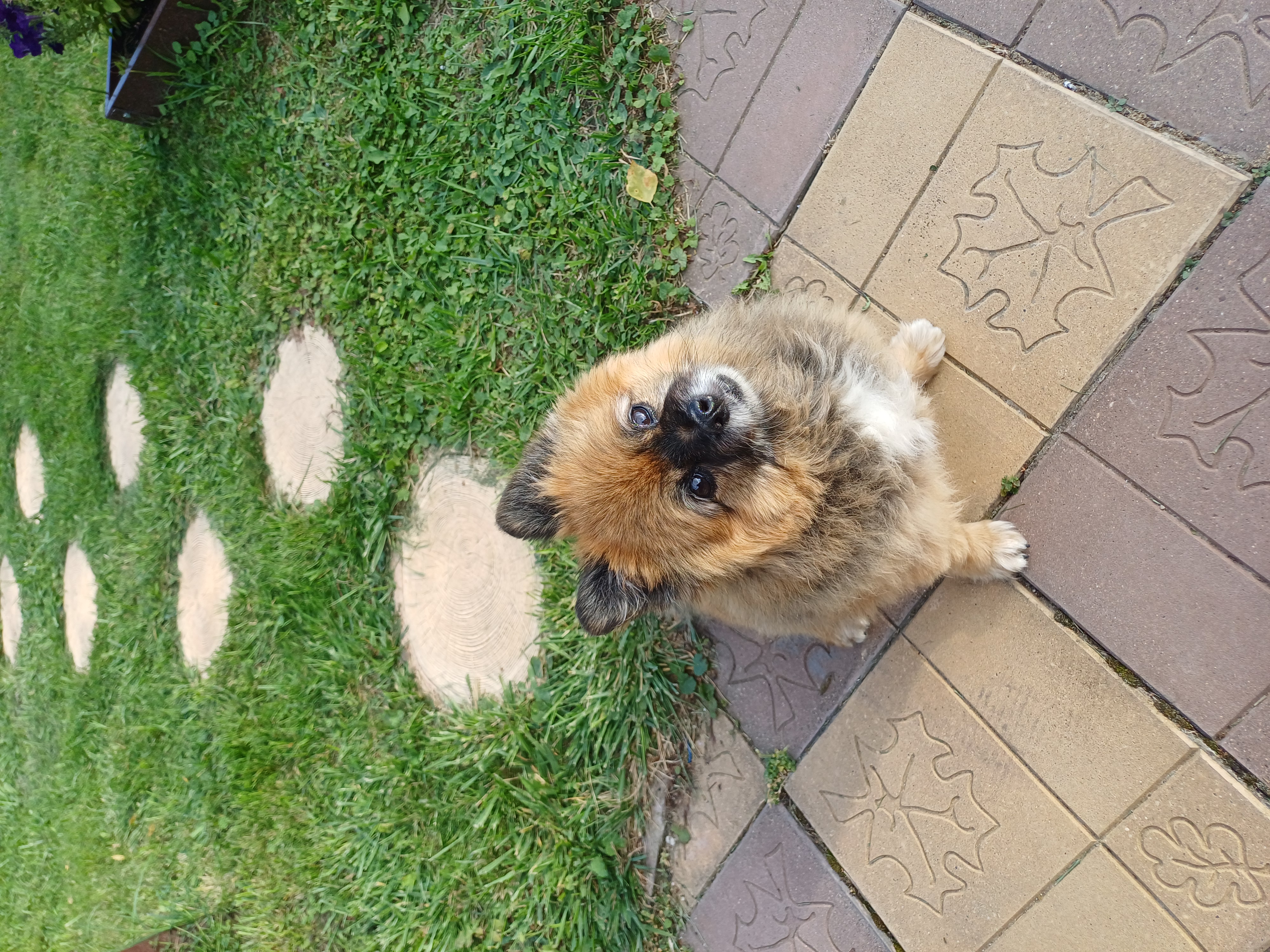 Фото питомца: пес Тобушка отдыхает на даче