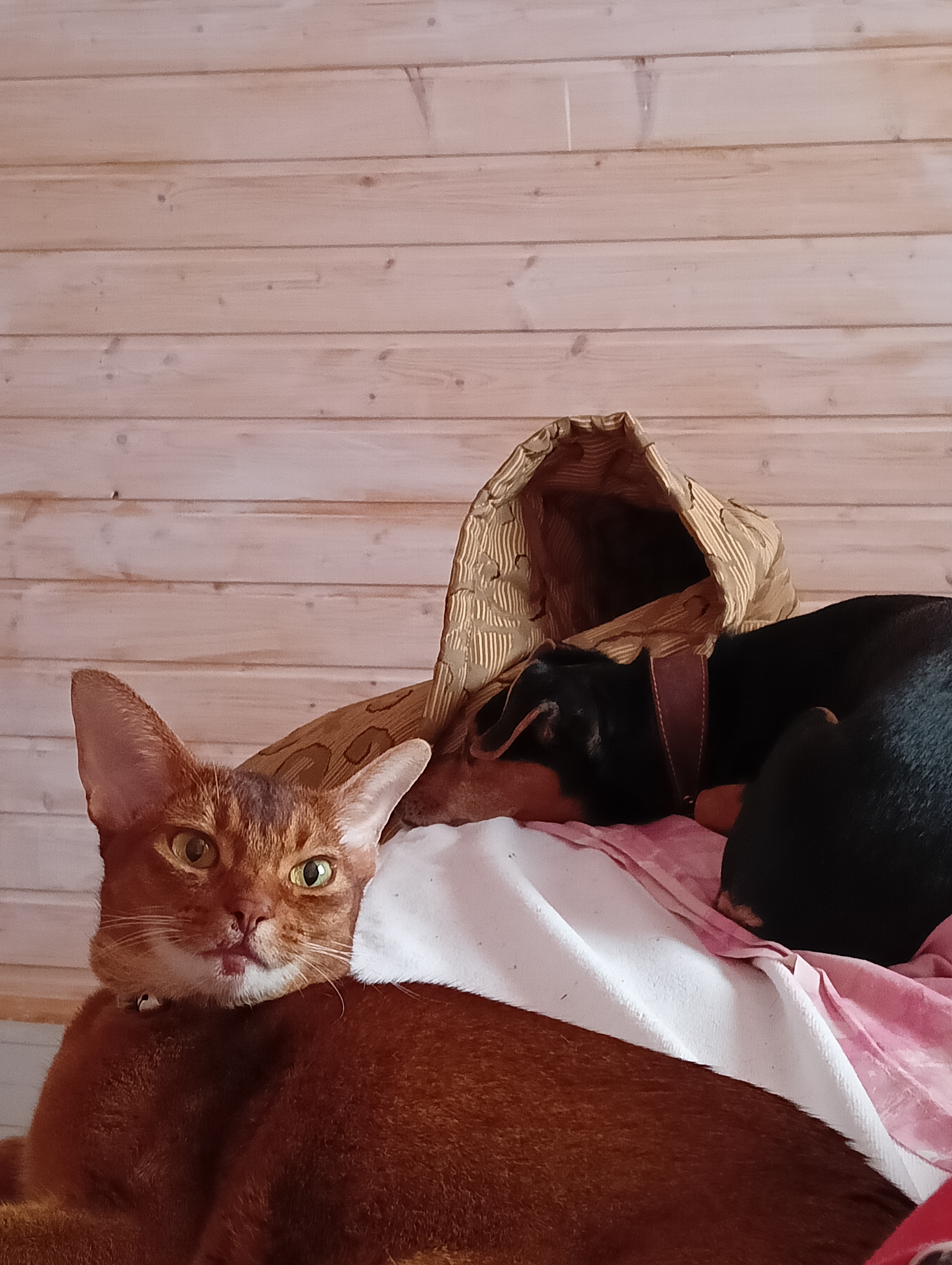 Фото питомцев: кошка Ферамена и собака Буч демонстрируют дружбу