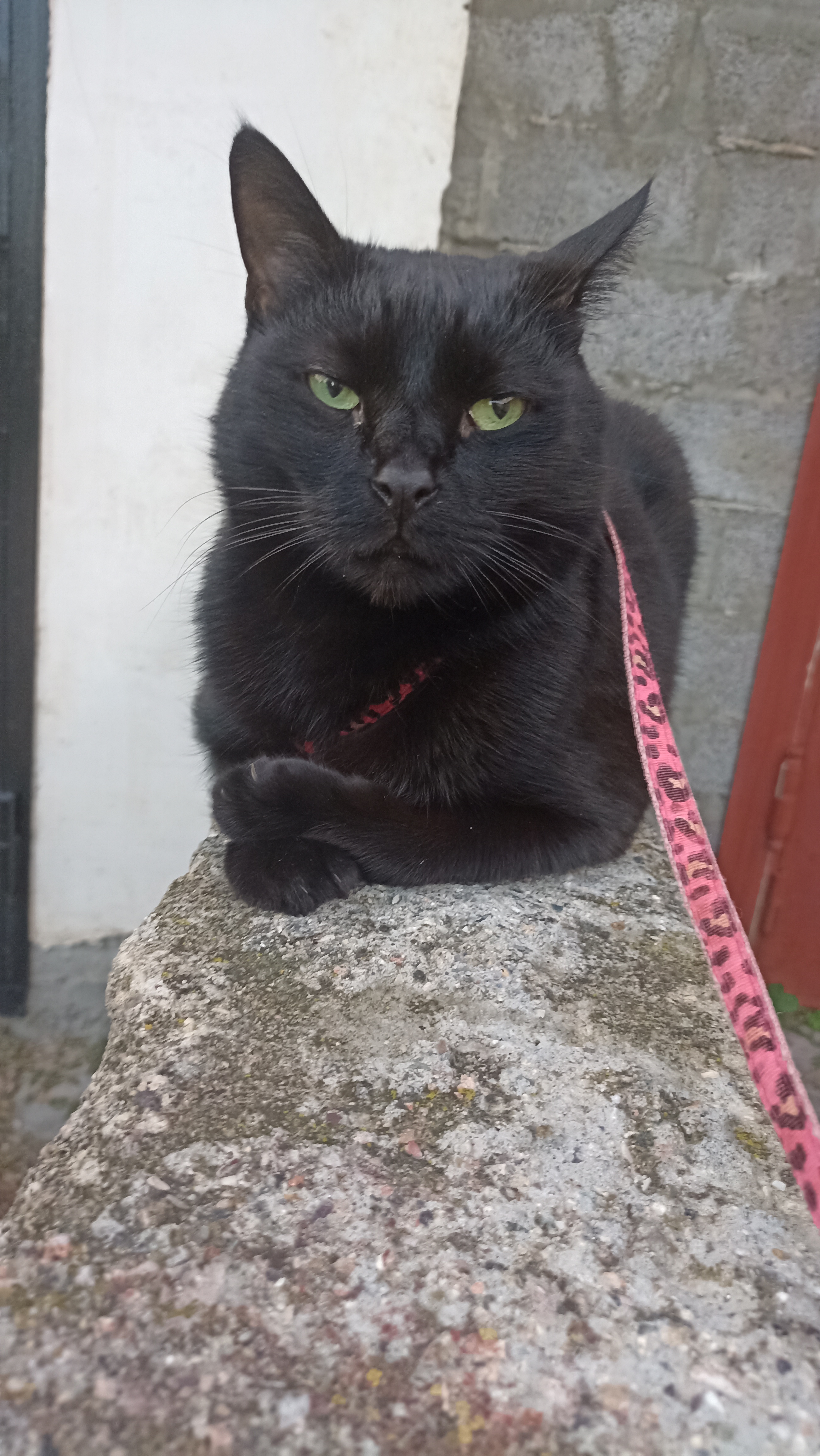 Фото питомца: черный кот на прогулке и дома