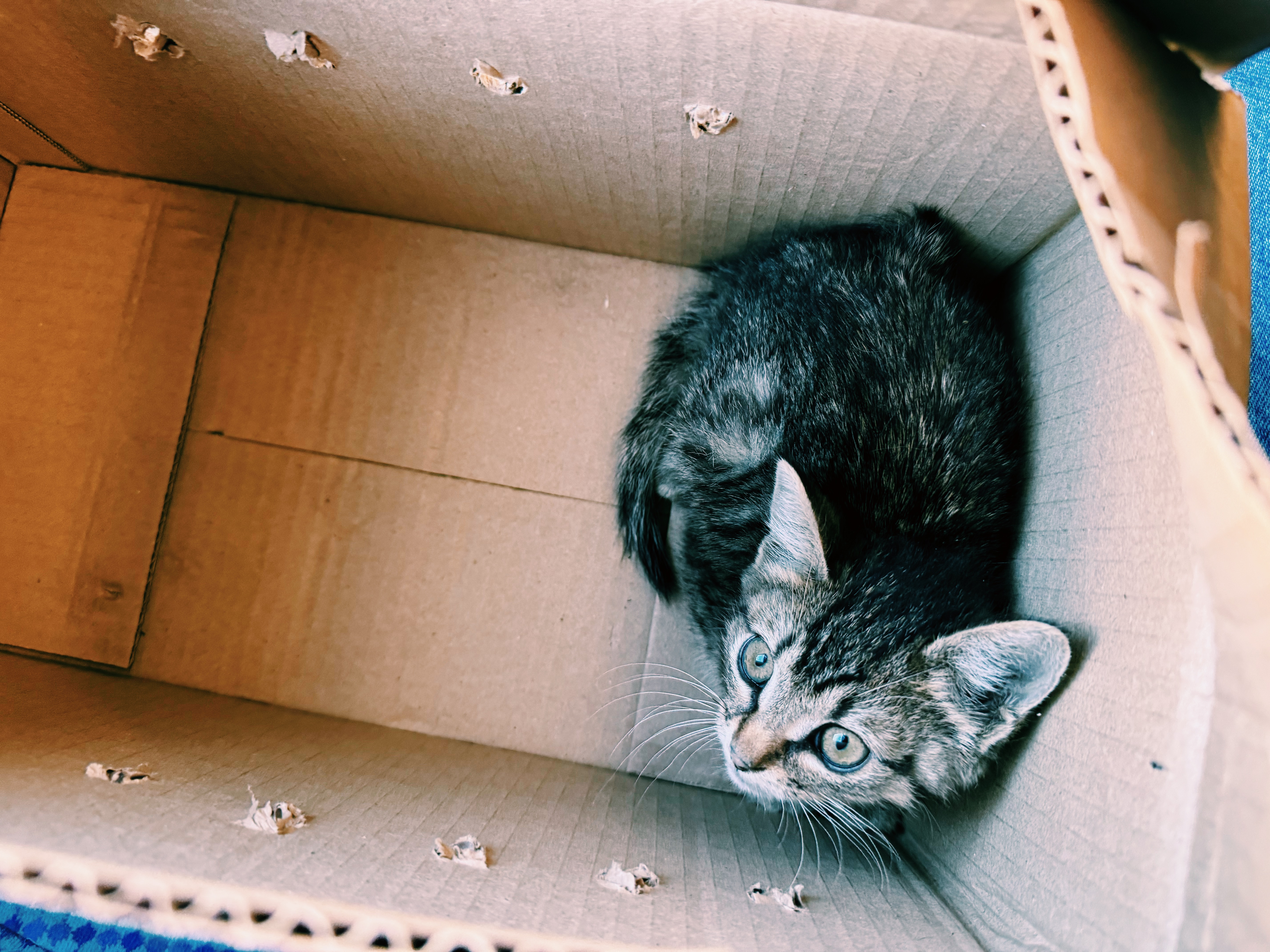 Я забрала с улицы котенка Тесака, чтобы у моей собаки появился друг