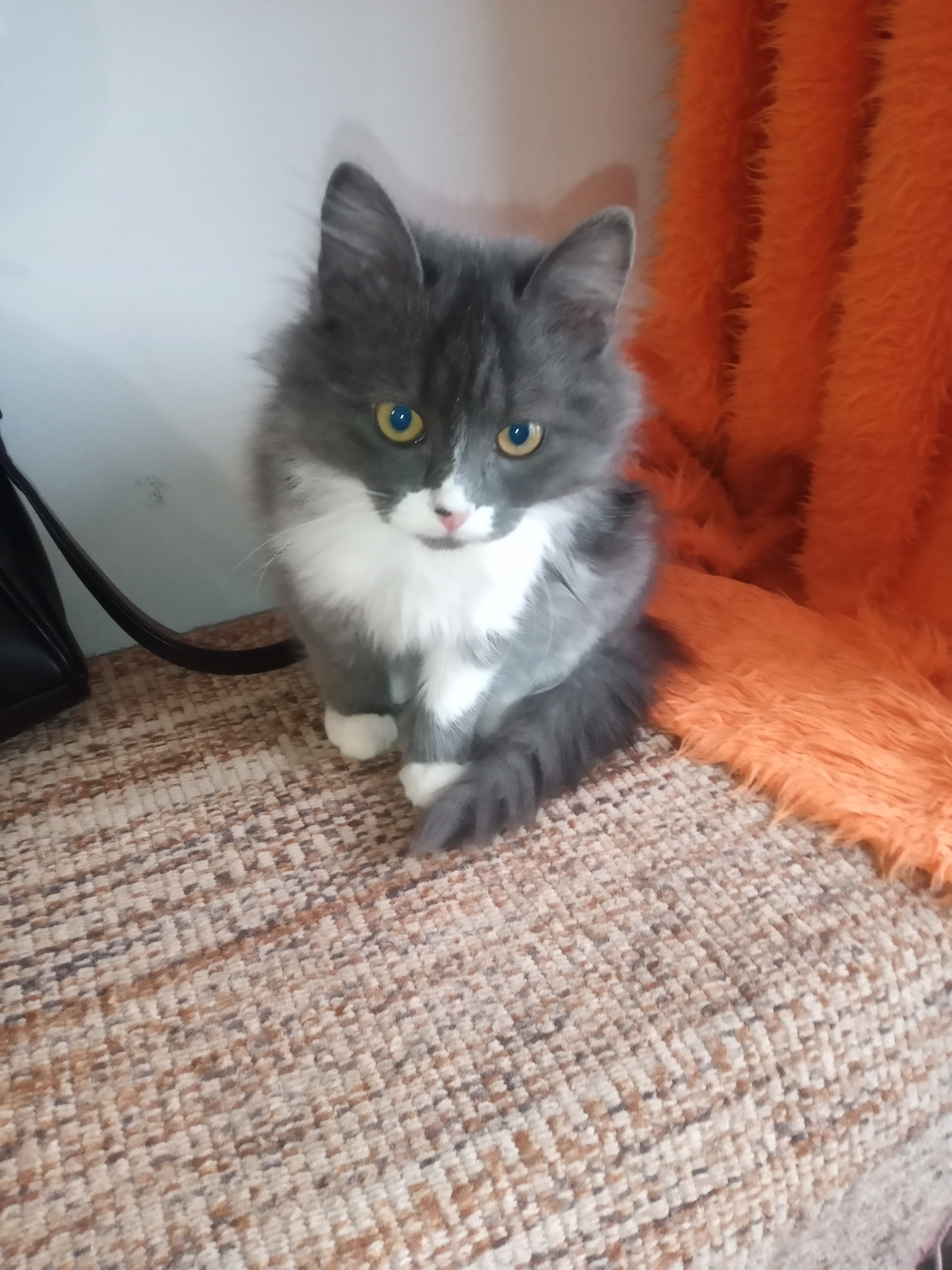 Фото питомца: кот Пухи — спасенный любимец