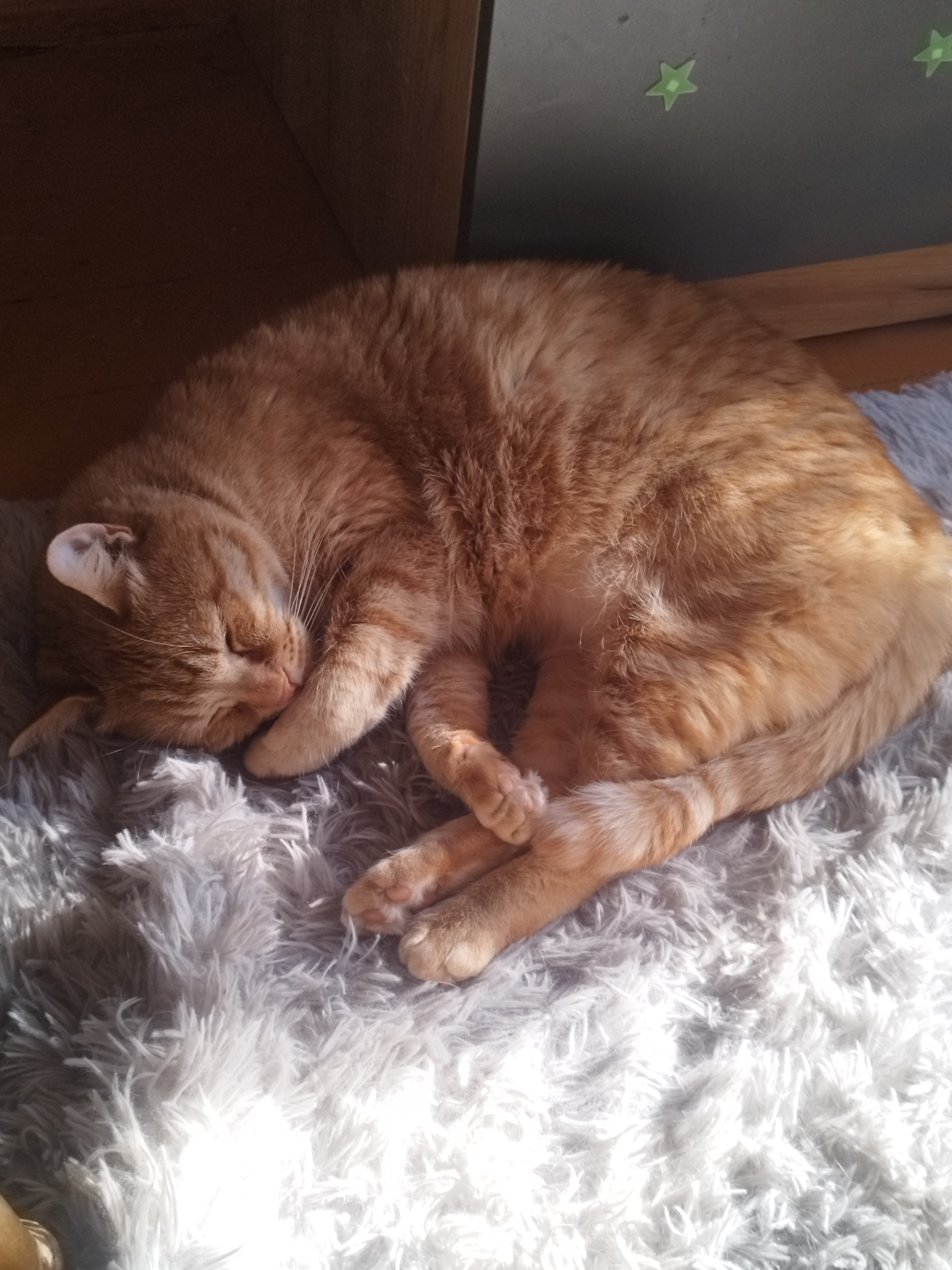 Фото питомца: кот Персей кайфует