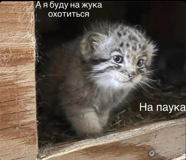 10 моих любимых мемов про «а я на жука буду охотиться, на паука»