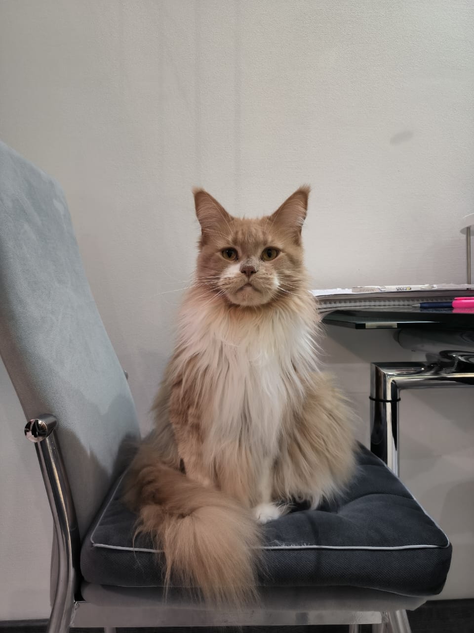 Фото питомца: кошка Марта позирует