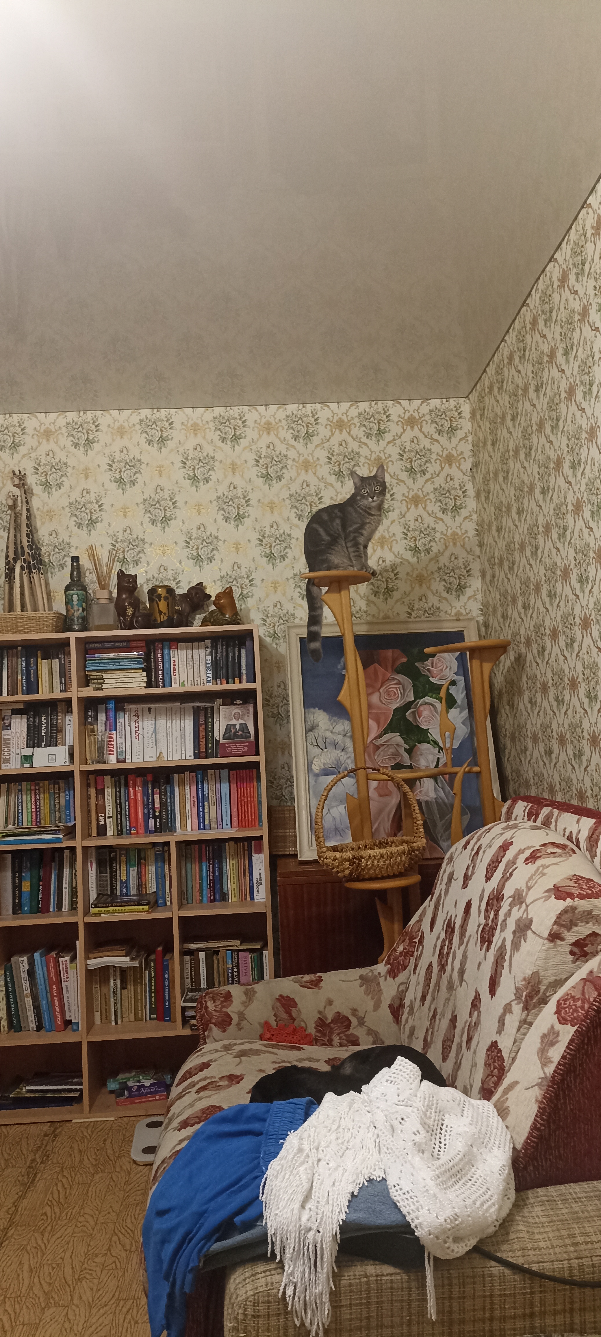 Фото питомцев: кошка все «перечитала»