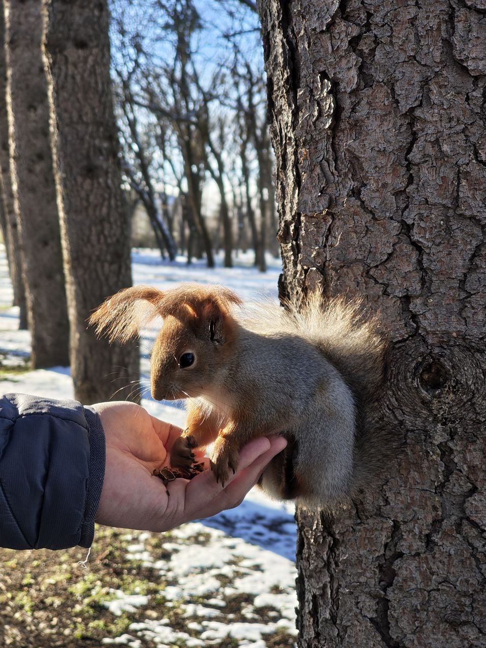 Счастливый момент: белочка пришла