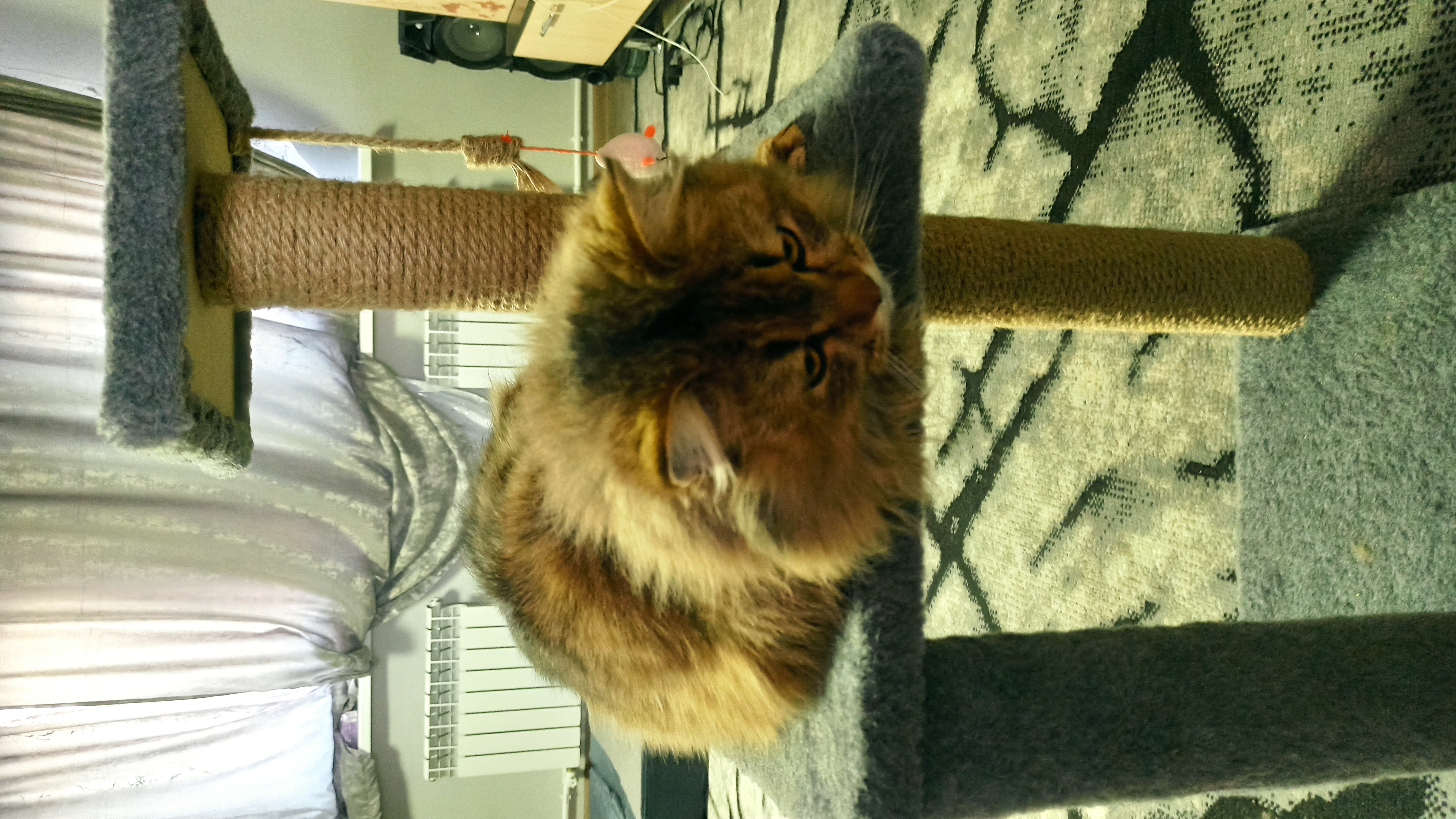 Фото питомца: котенка Кузю побеспокоили, пока тот лежал на своей когтеточке