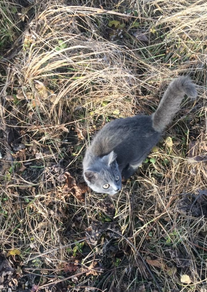 Фото питомца: кот Симка живет свою лучшую жизнь