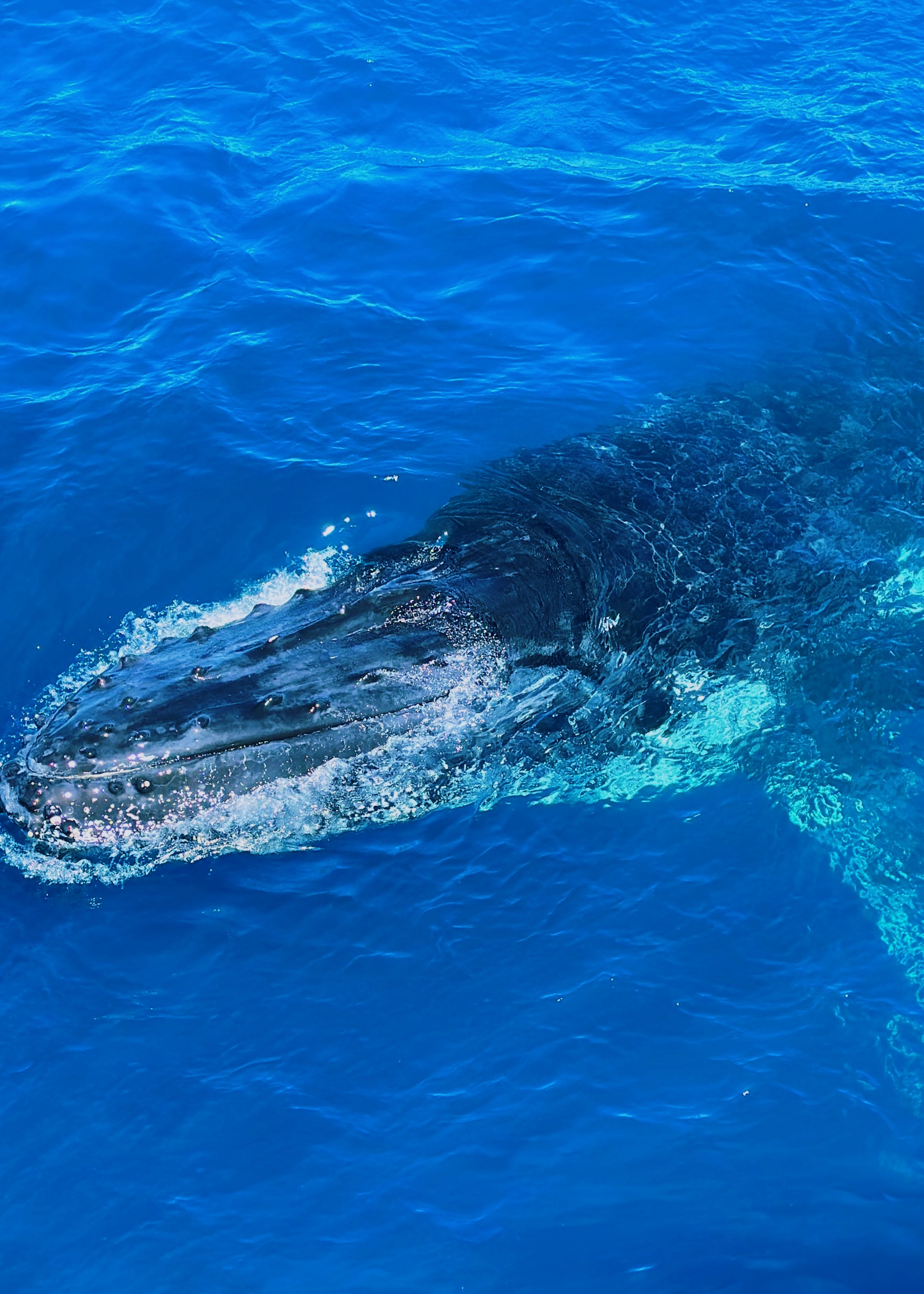 Мобильное фото: горбатый кит в Херви-Бей, Австралия