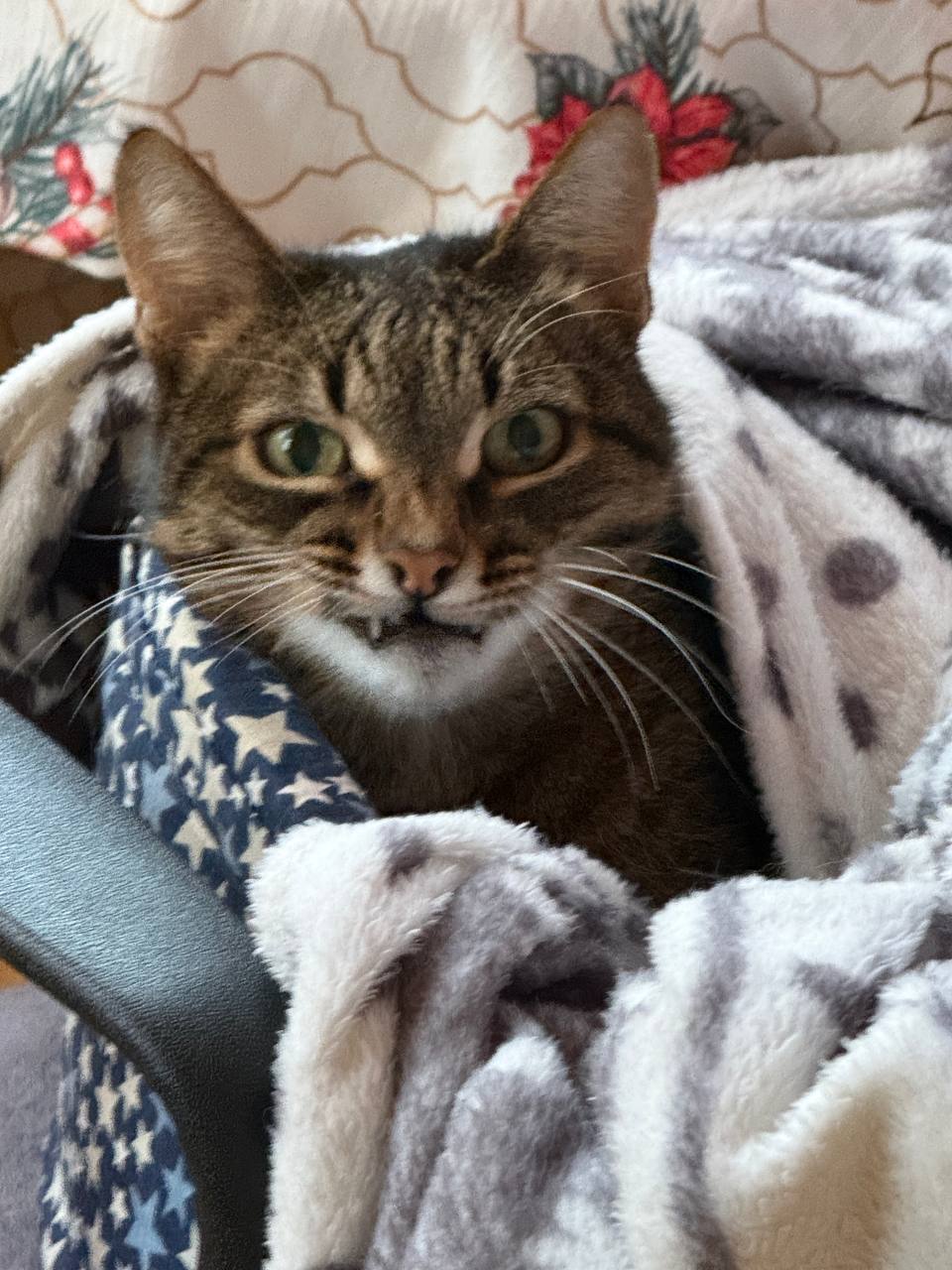 Фото питомца: кот Тишка подозрительно ухмыляется