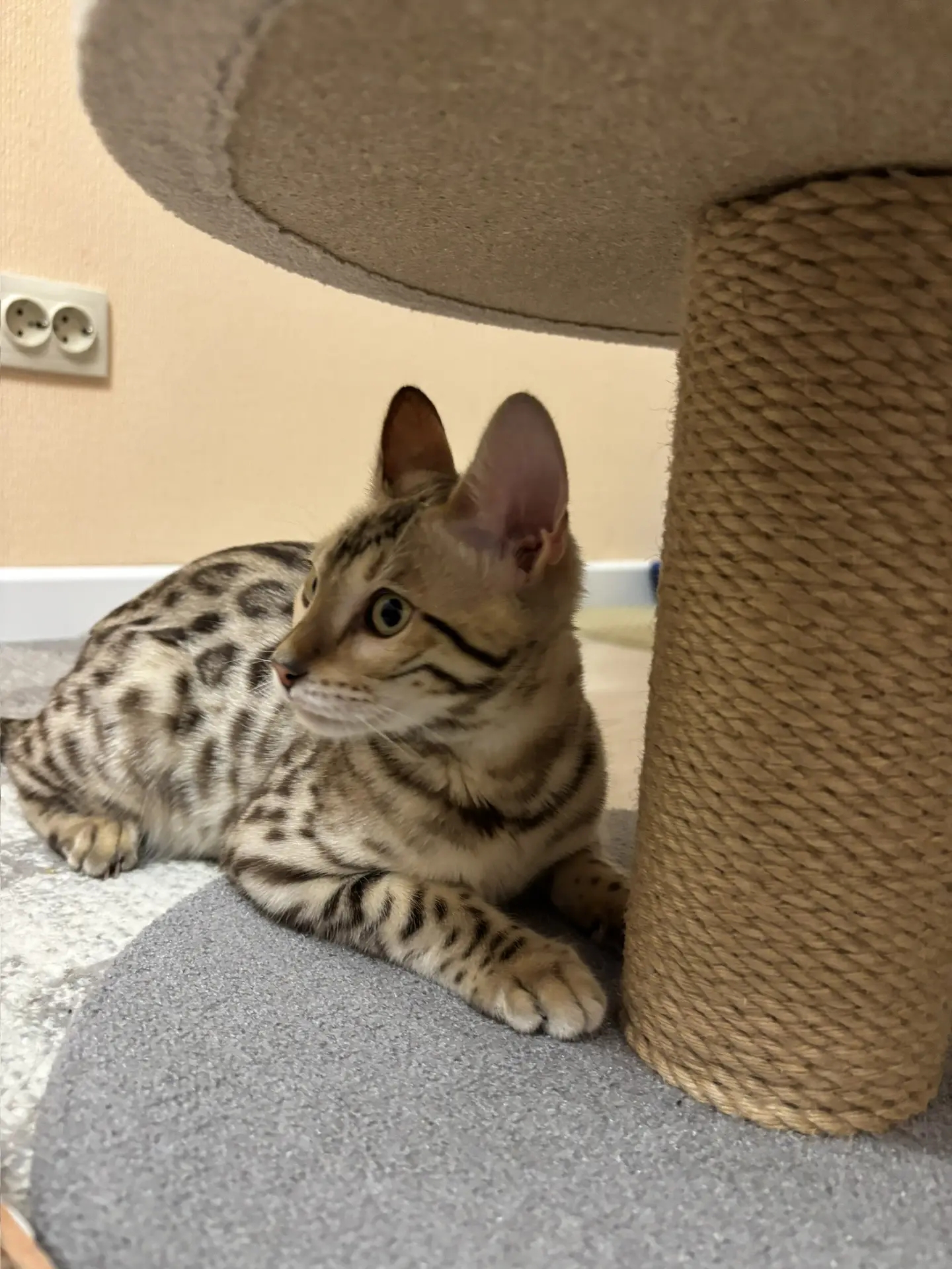 Фото питомца: кошка Кэсси встречает гостей