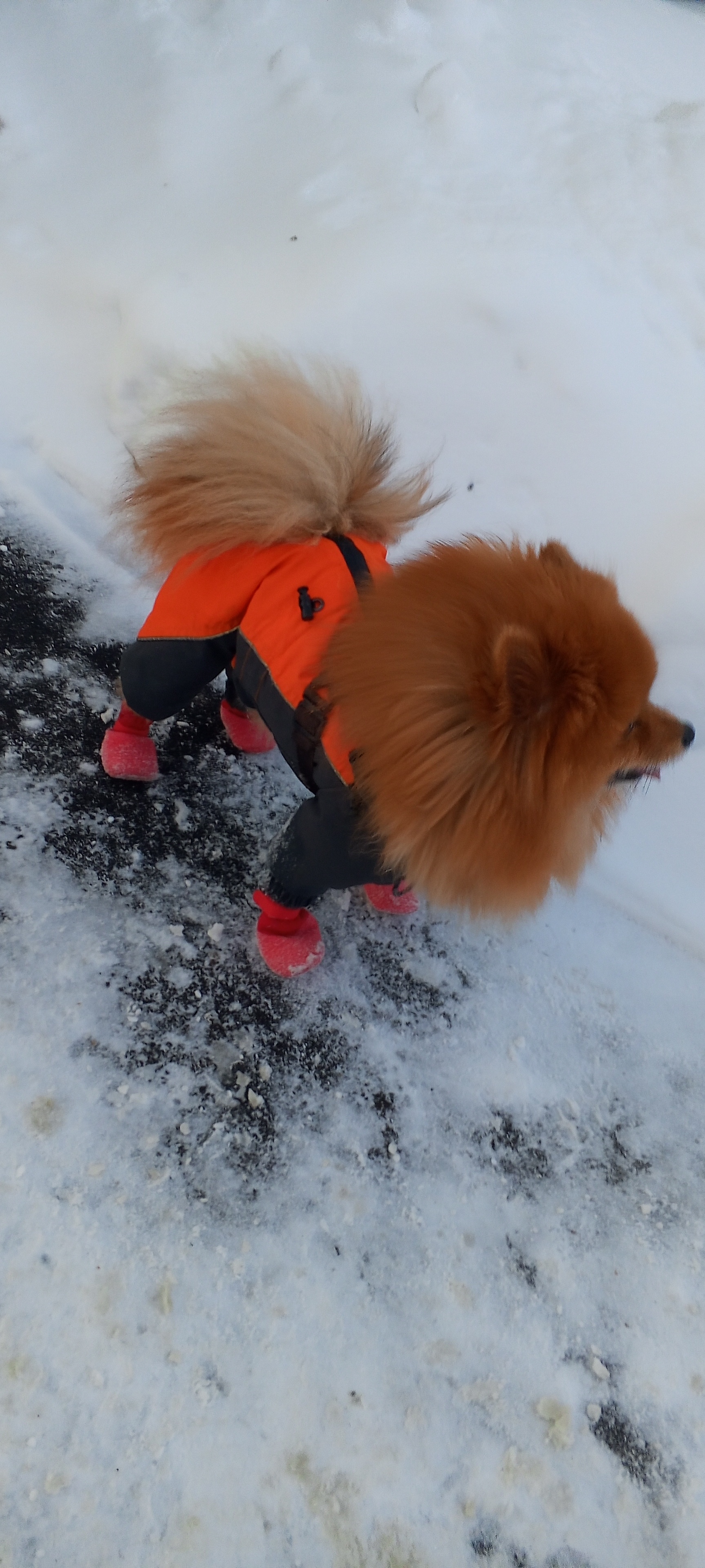 Фото питомца: шпиц Лисик тепло оделся