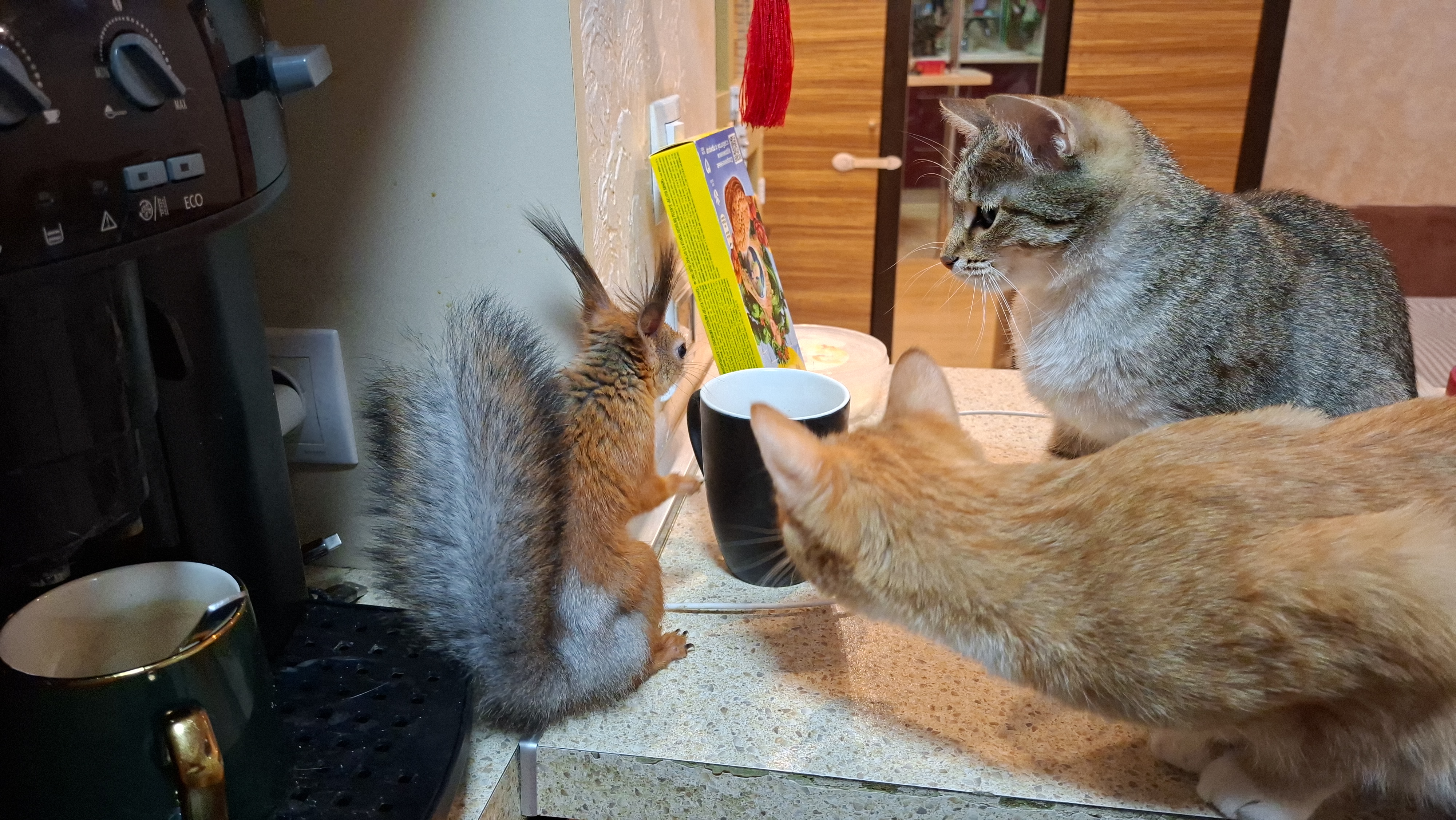 Фото питомцев: белка Брюс рассказывает котам, как ходил со мной «работу работать»