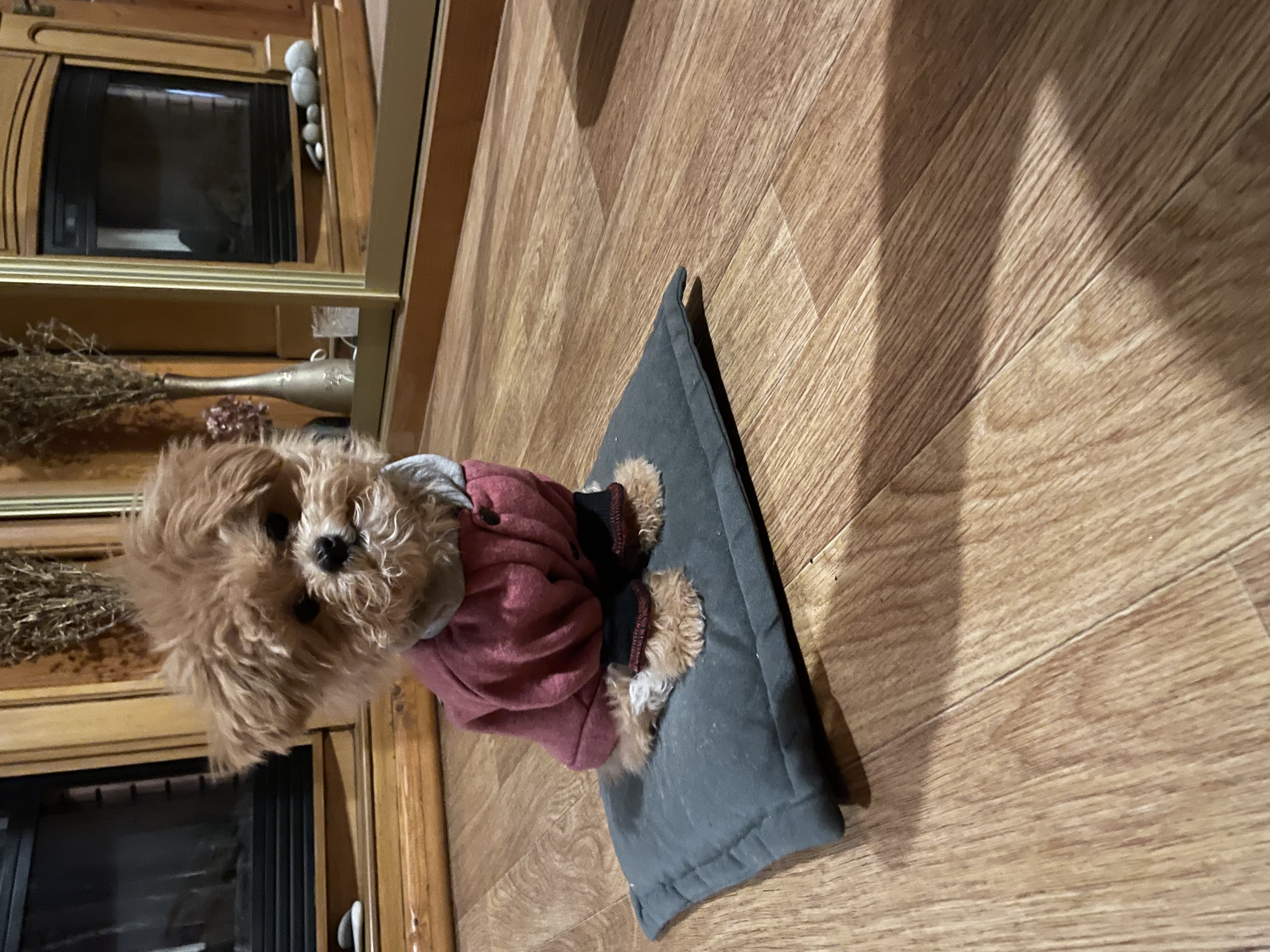 Фото питомца: пес Димка позирует в курточке