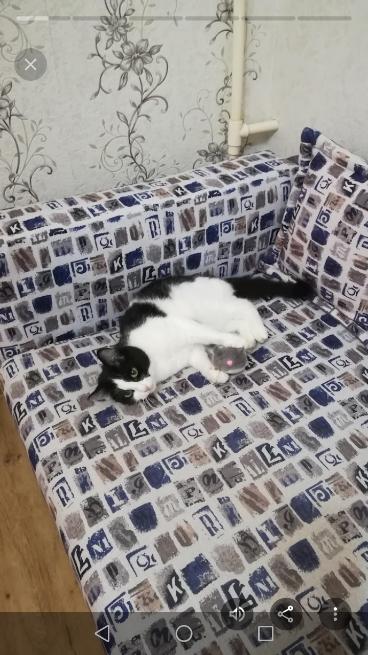 До и после: кошка Шаня в 2022 и спустя 3 года