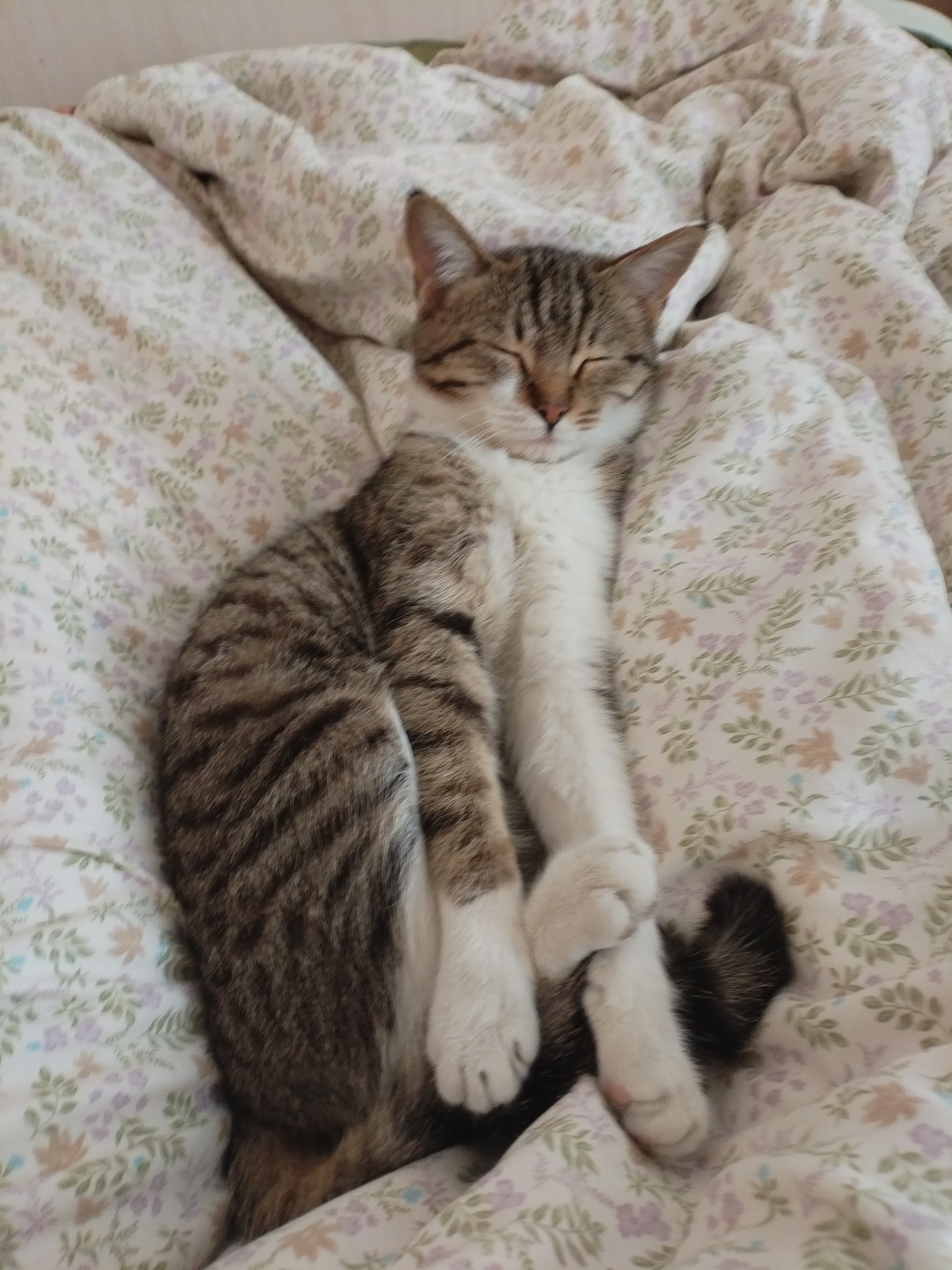 Фото питомца: кошка Усик отдыхает