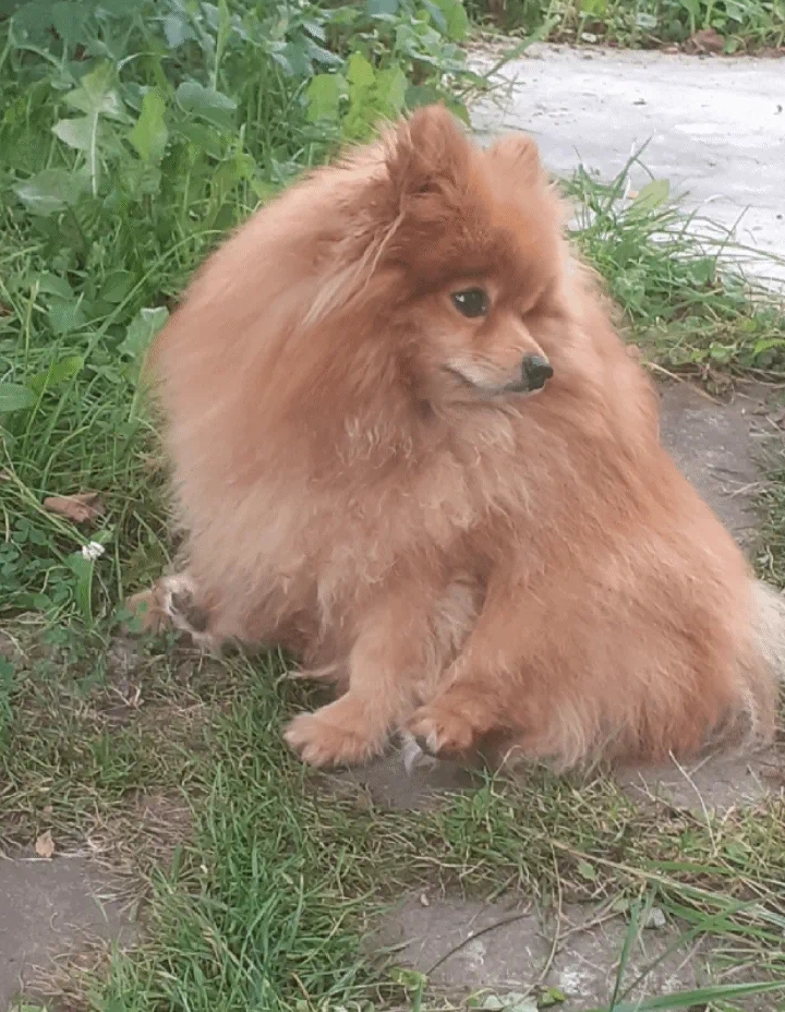 Фото питомца: шпиц Лисик гуляет и отдыхает