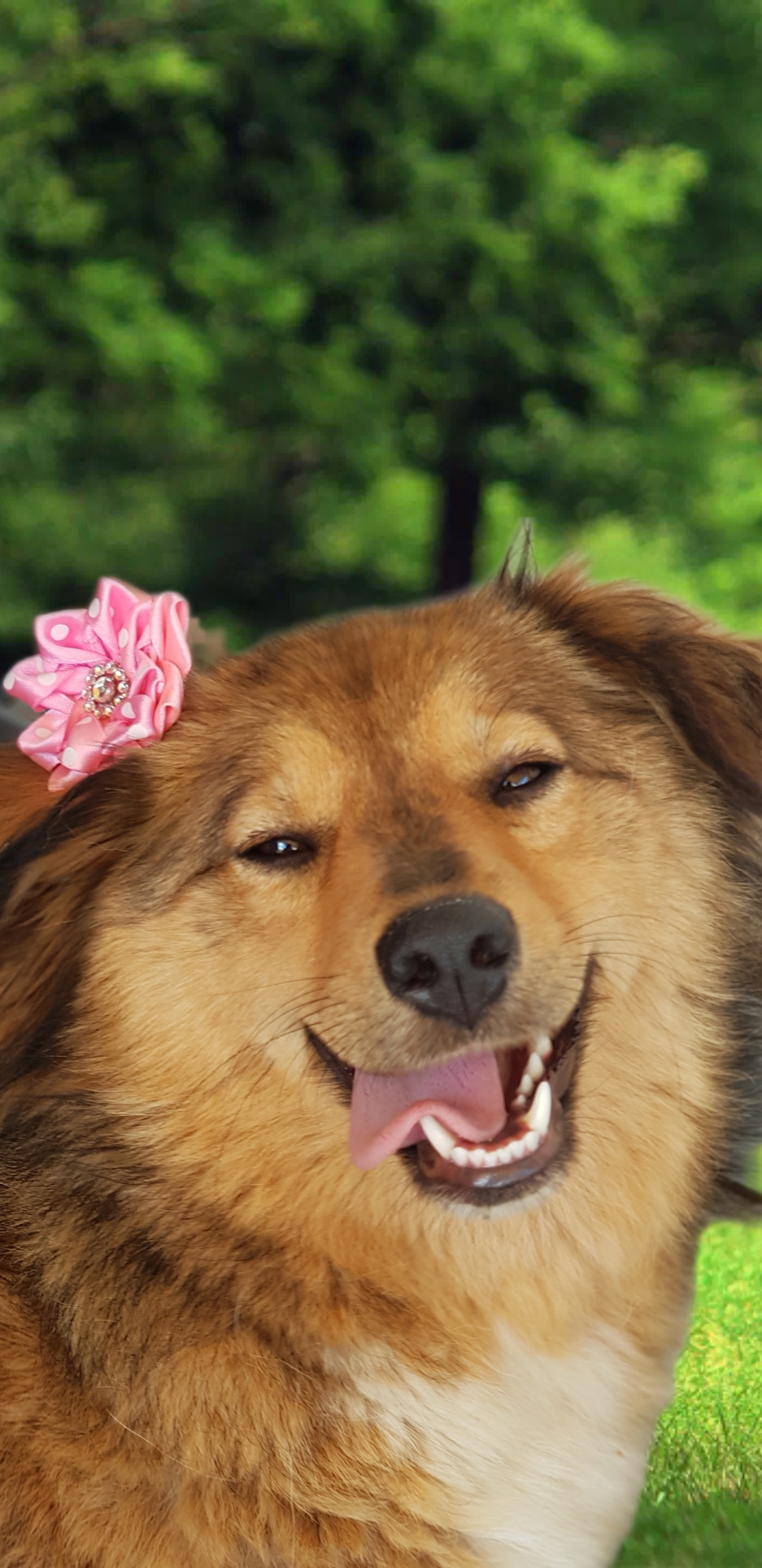 Фото питомца: собака Айда примеряет бантик