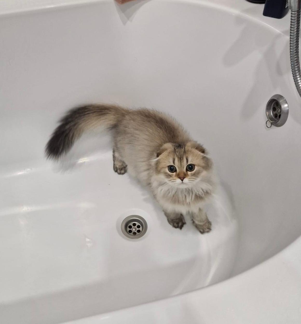 До и после: кот Петряша в 4 месяца и спустя полгода