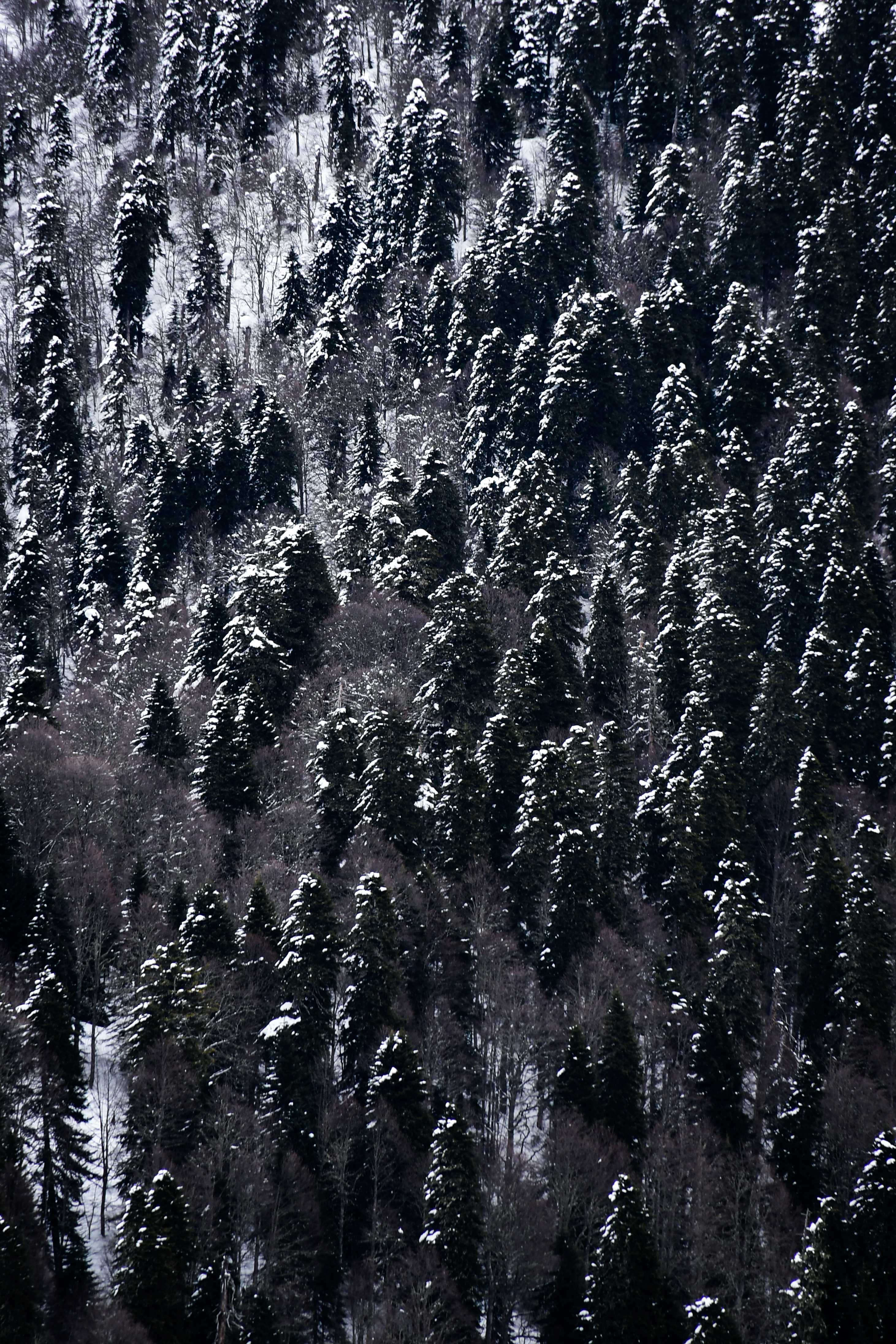 Фотоальбом: как я побывала в горах Сочи в феврале 2026 года