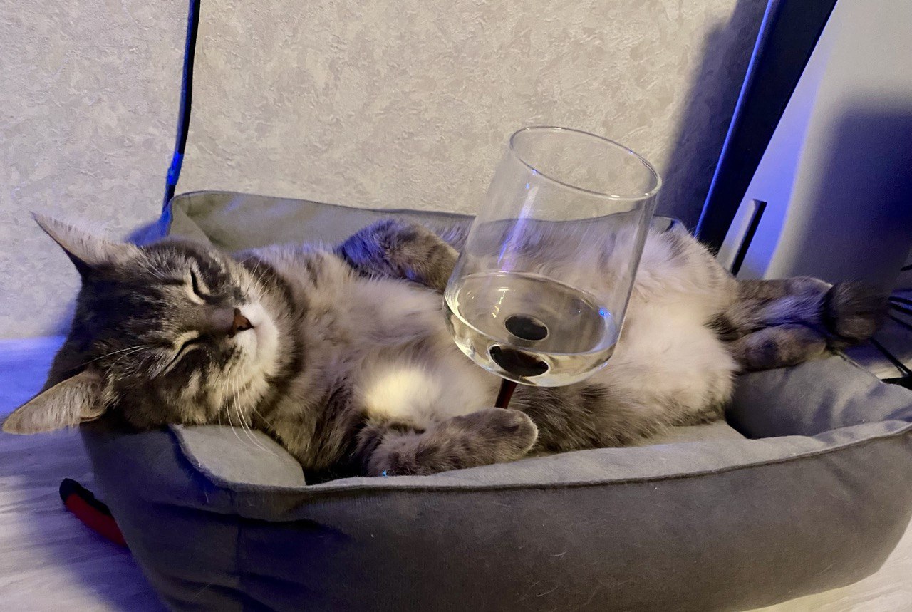 Фото питомца: кошка Миса уже начала праздновать