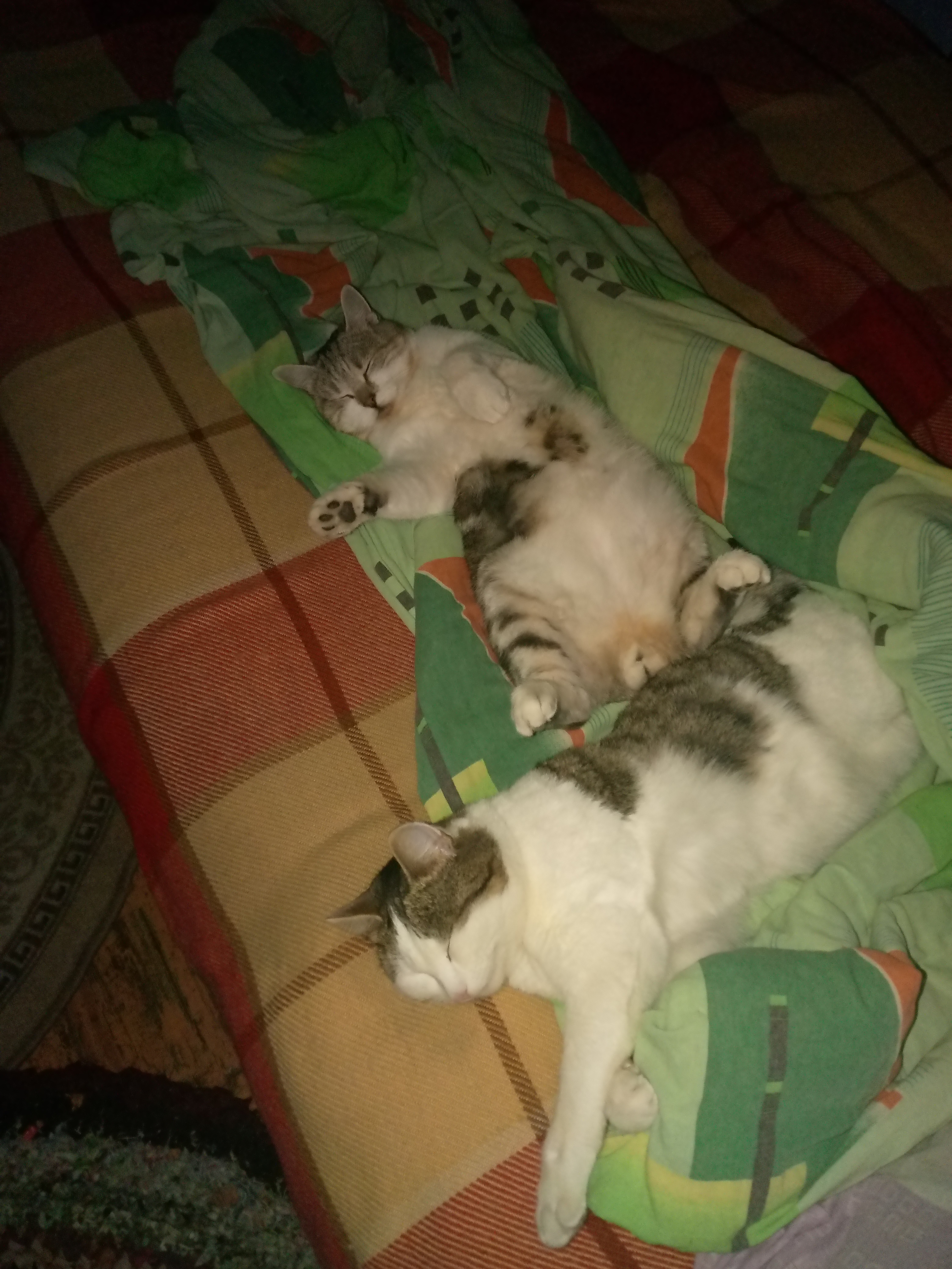 Фото питомцев: коты Марсик и Рамзес отдыхают после трудного дня