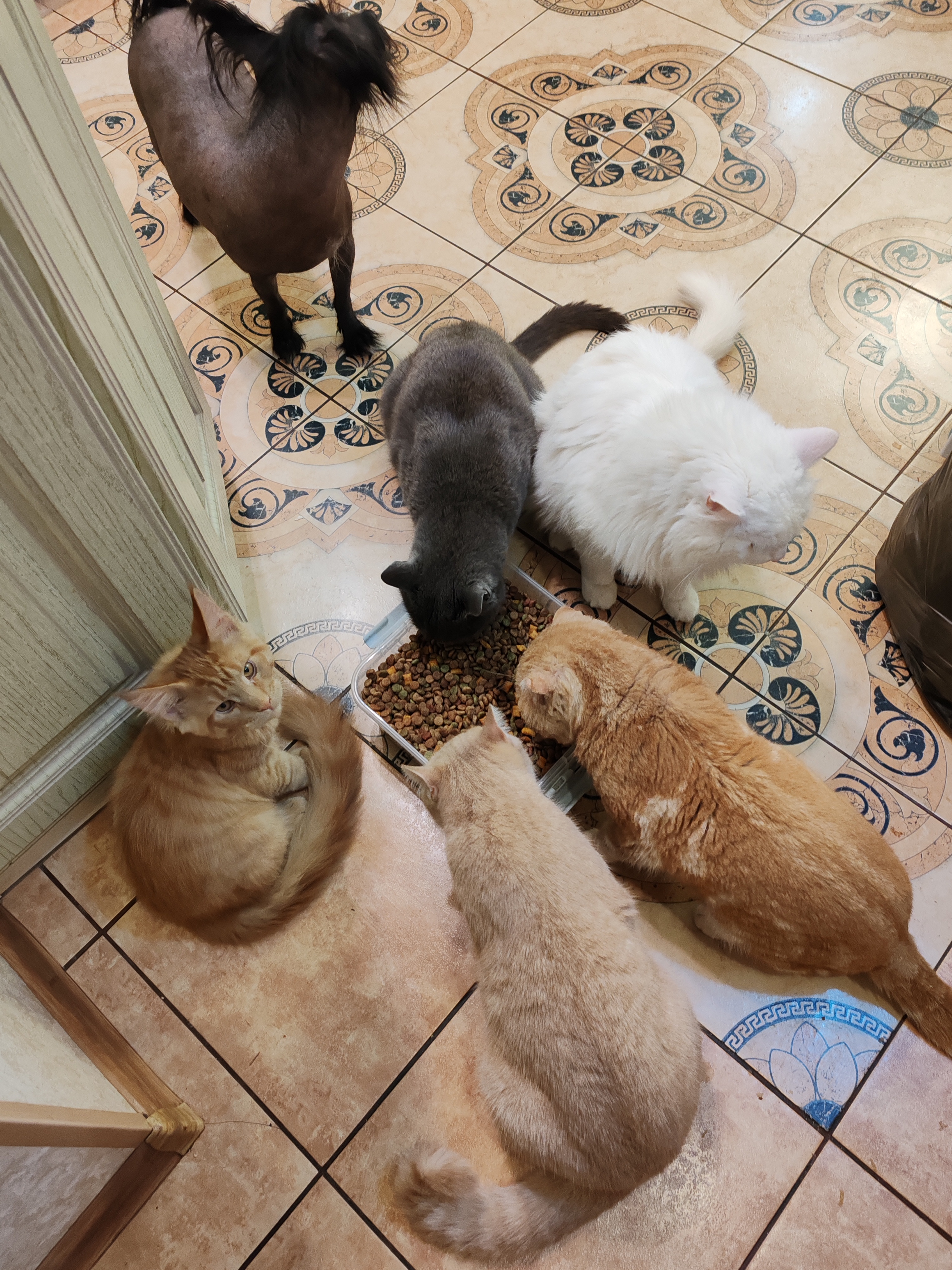 Фото питомцев: наше семейство хвостатых