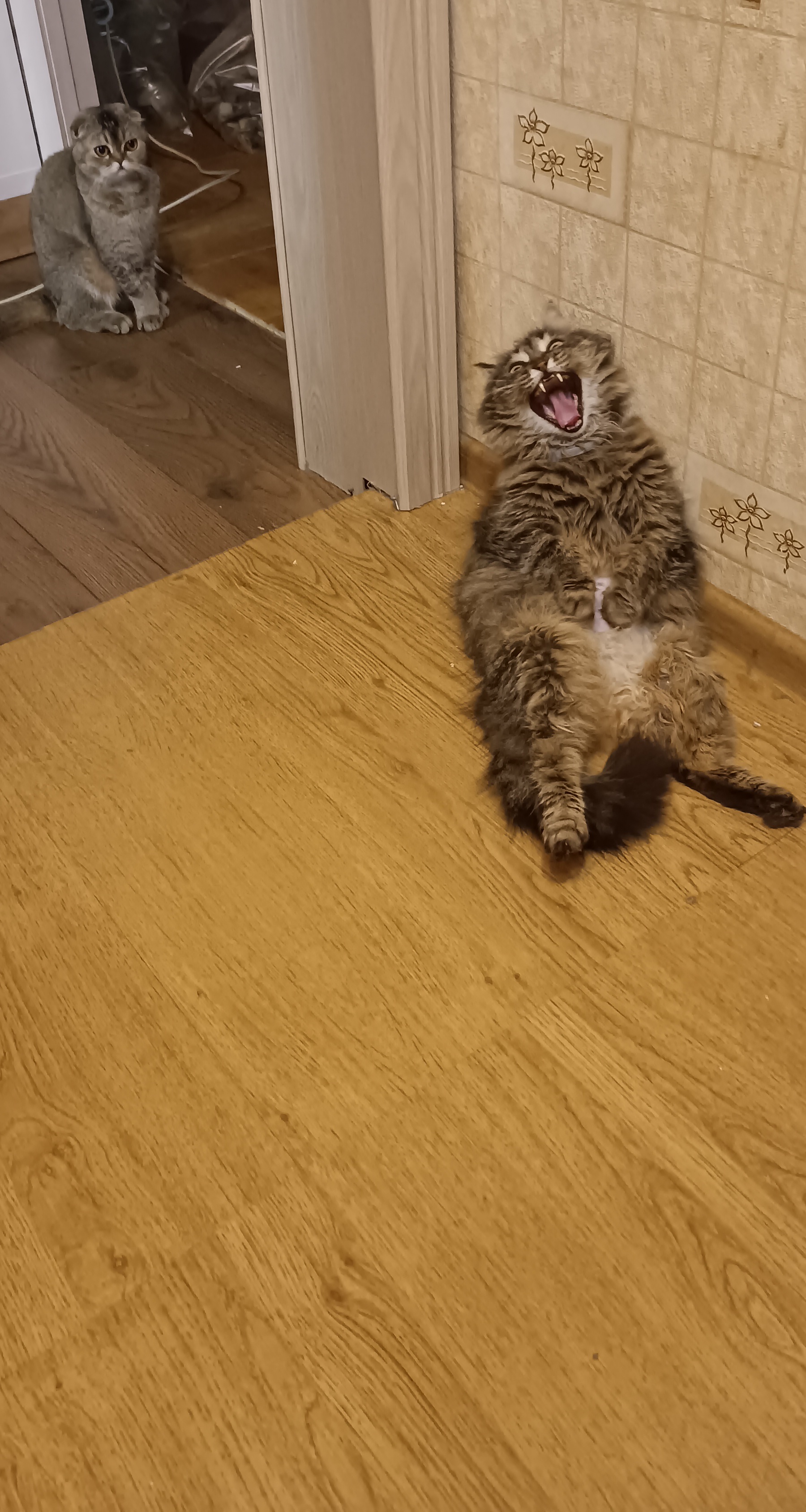 Фото питомцев: кошки Буська и Няшка проводят время вместе