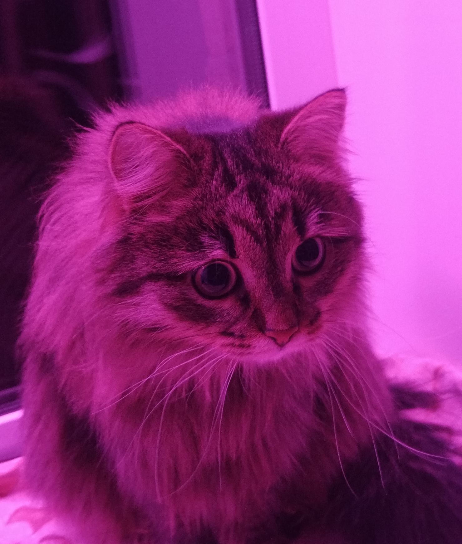 Фото питомца: кошка Симона увидела снег