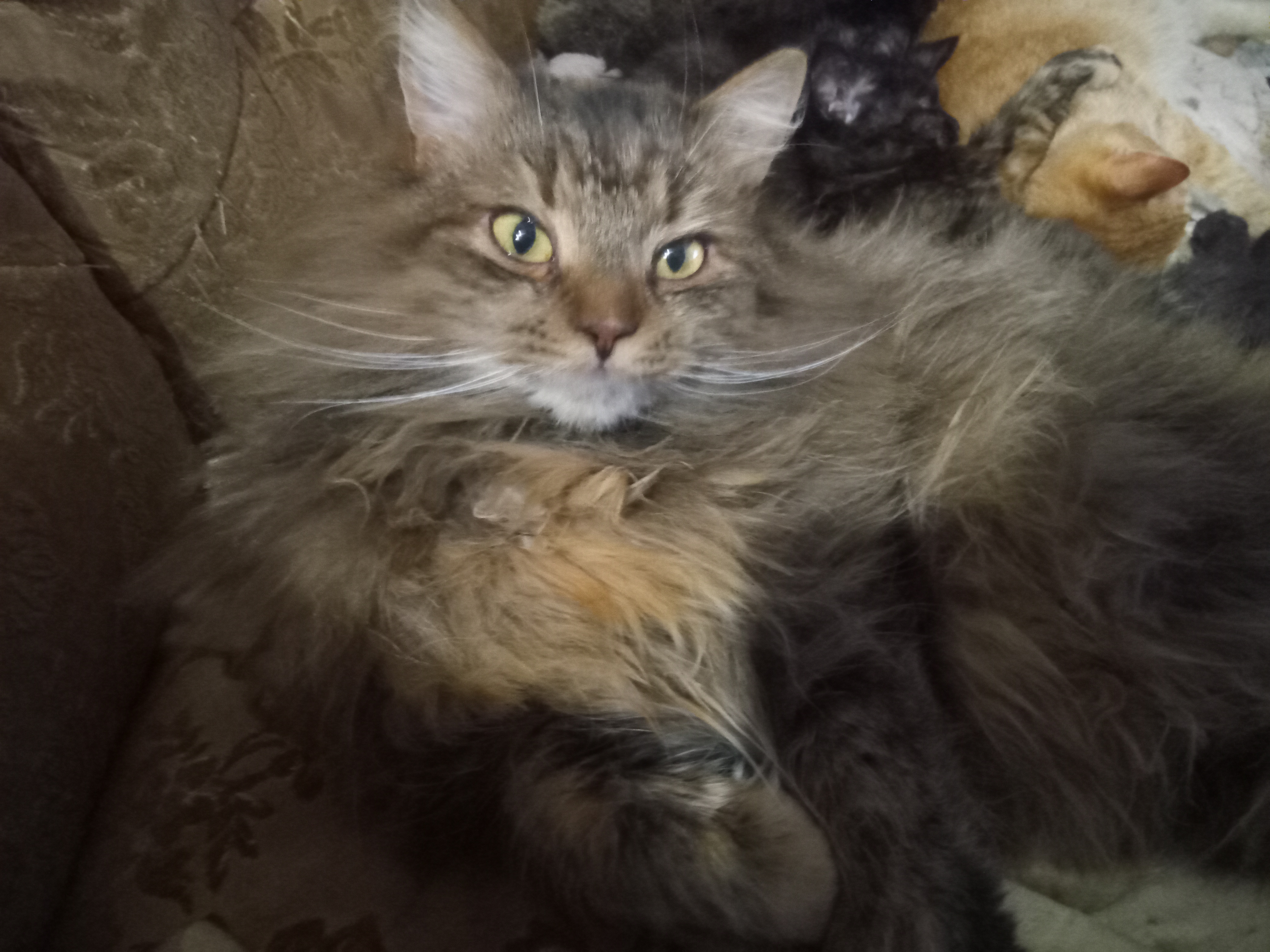 Фото питомцев: кошка Анфиса и кот Фокс отдыхают