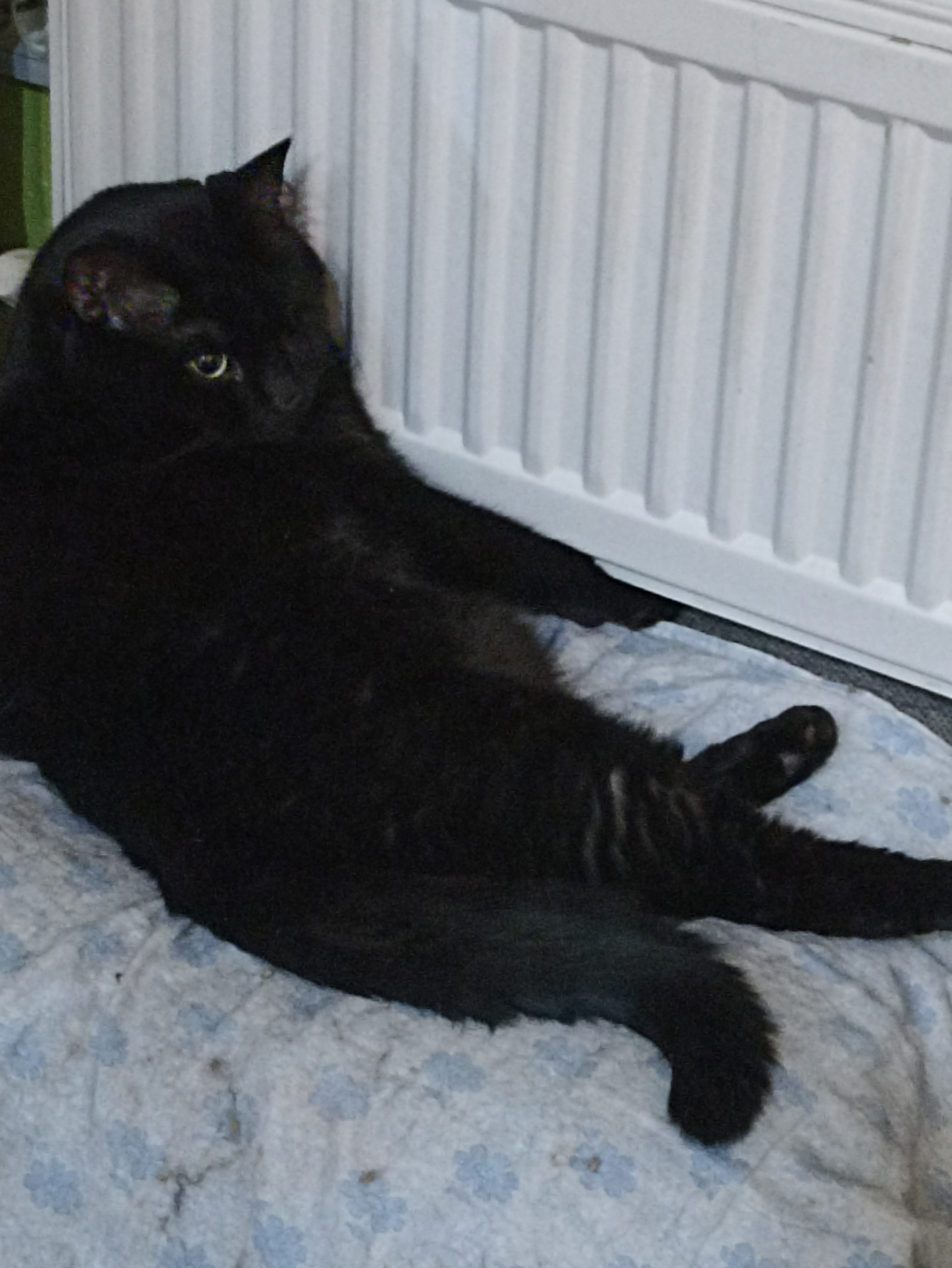 Фото питомцев: кот Филя и кошка Лелька греются у батареи