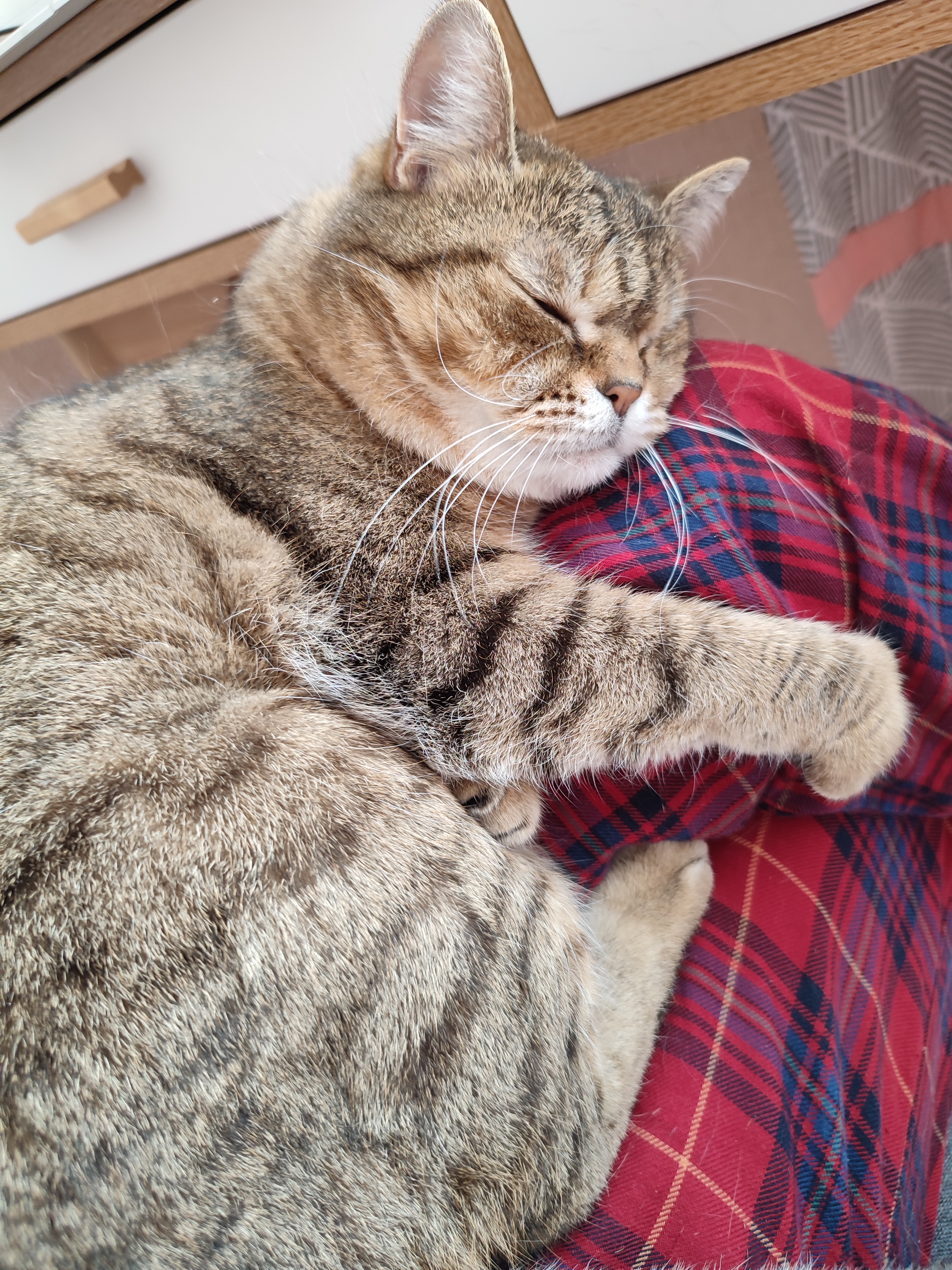 Я забрала кошку Василису из ветеринарной клиники, где ее оставил прежний владелец