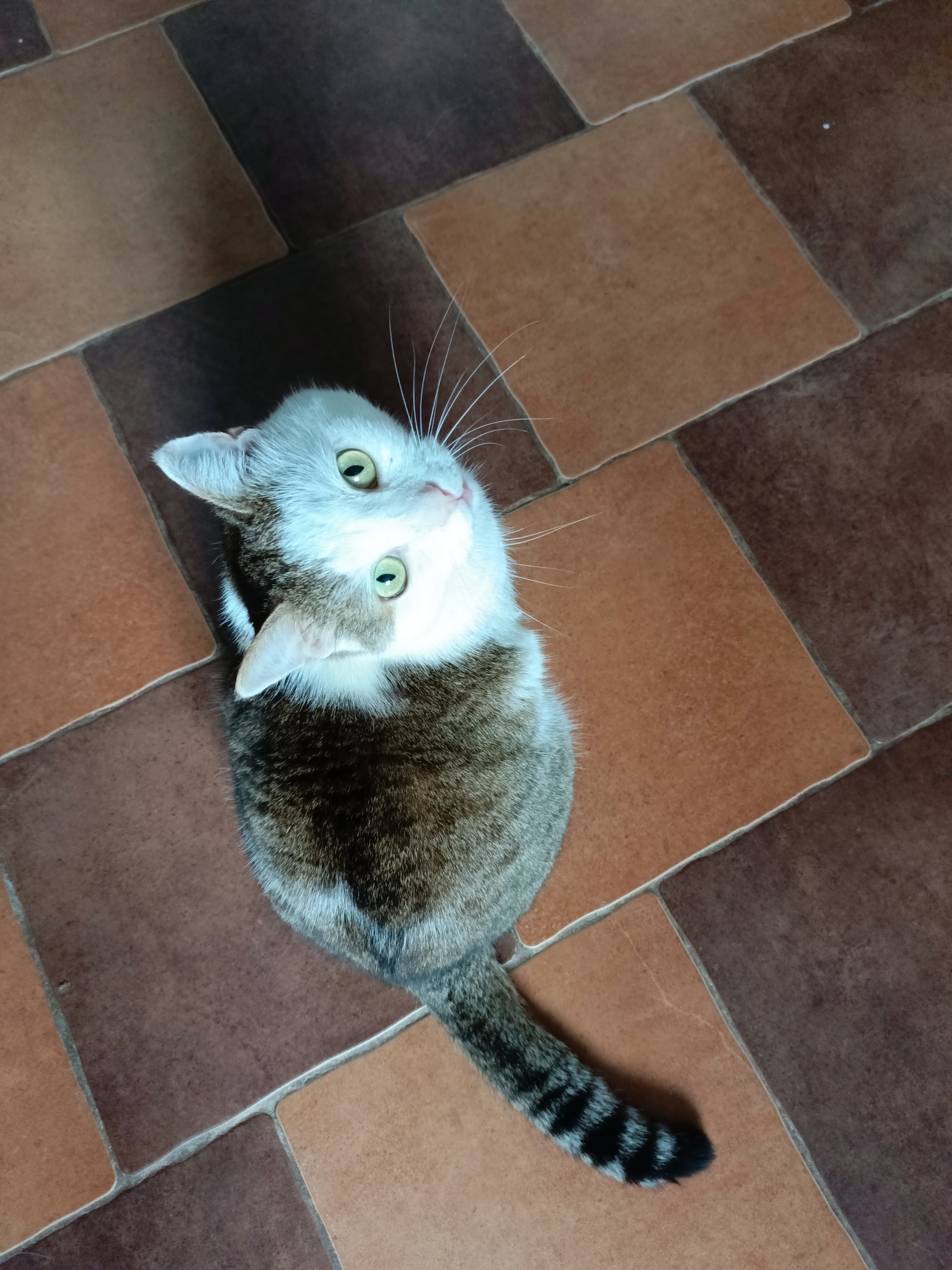 Фото питомца: кот Андрей демонстрирует гибкость шеи