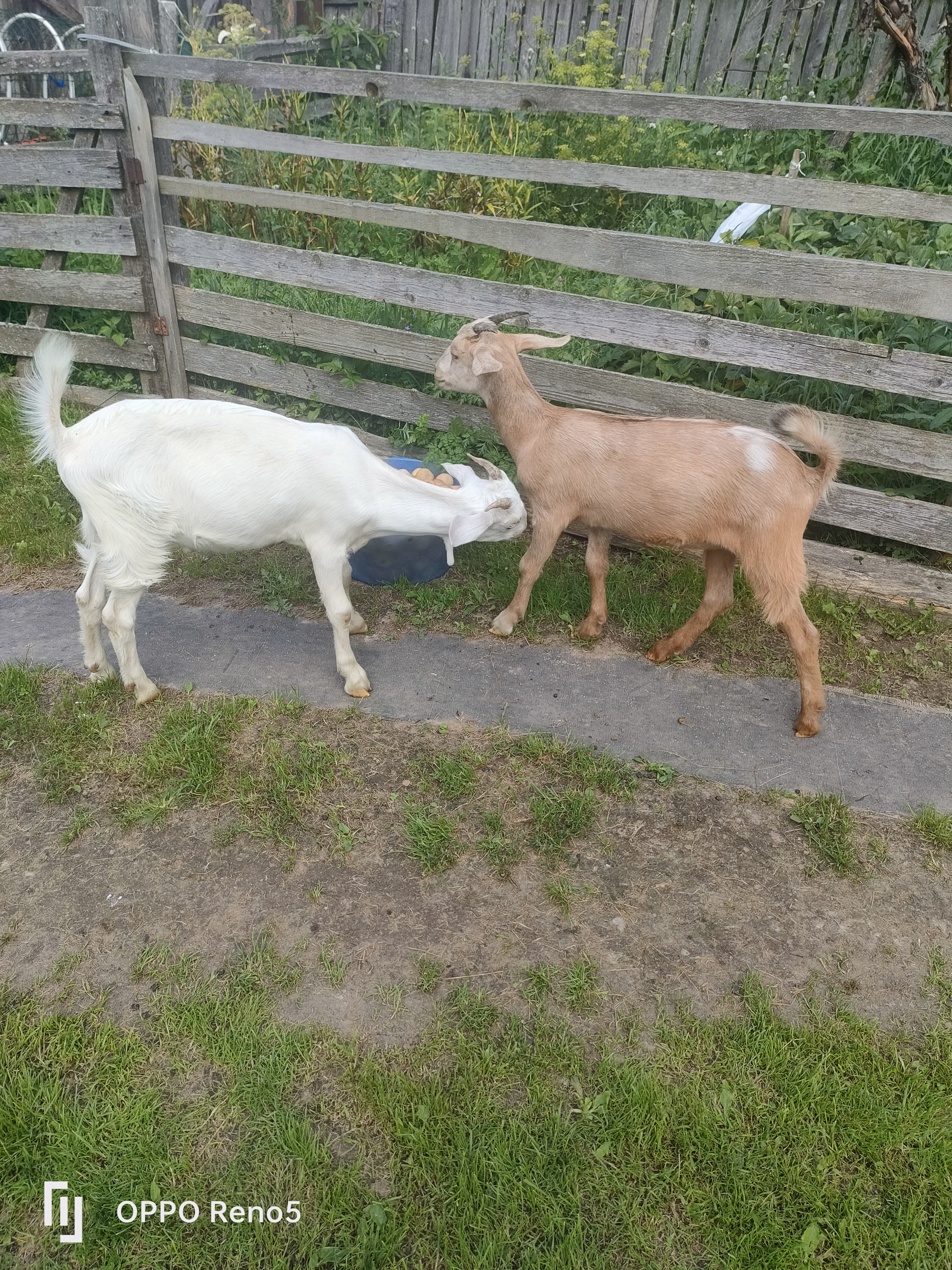 Фото питомцев: козлик Казбек и козочка Шоколадка