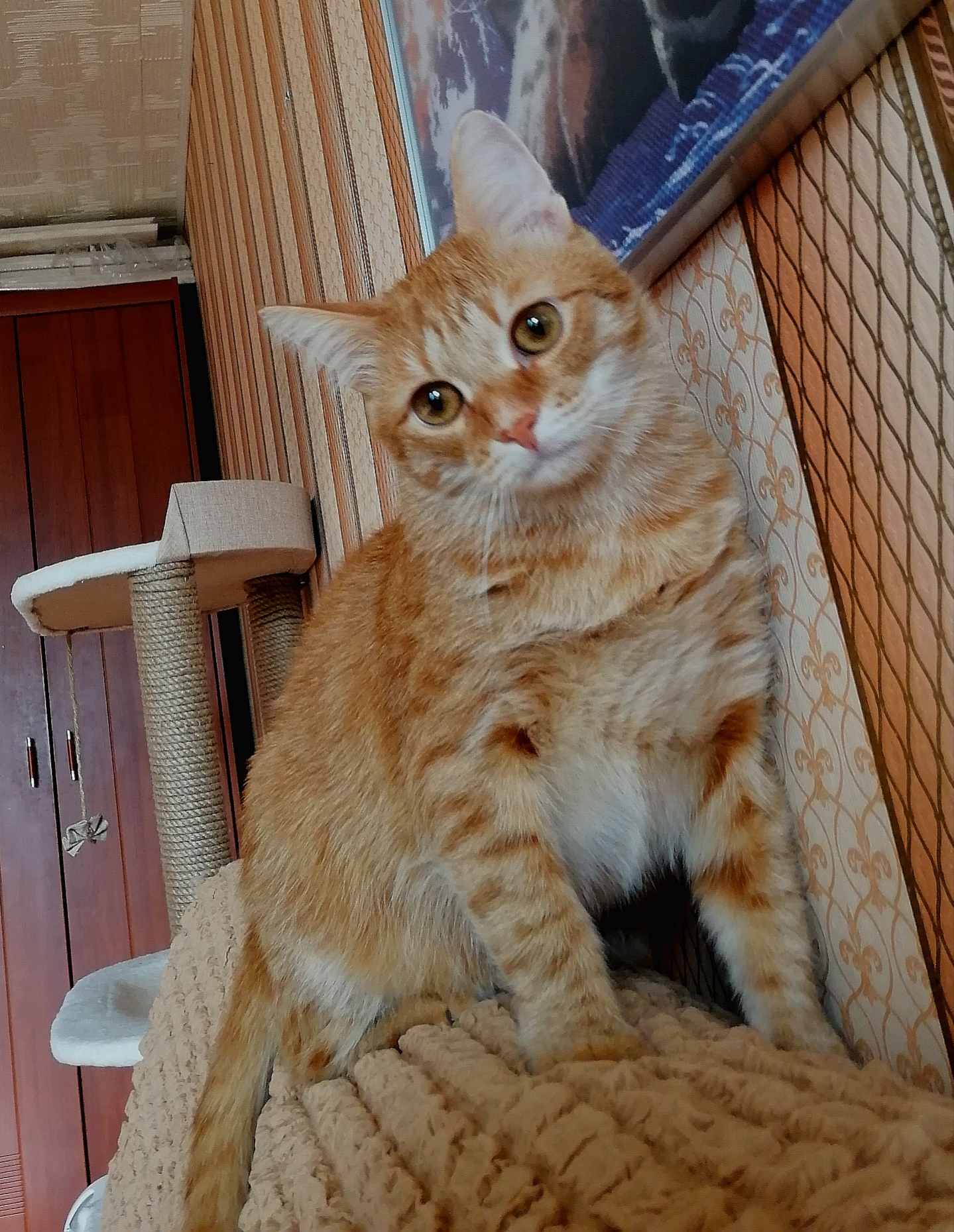 Фото питомца: кот Макс — хозяин в доме