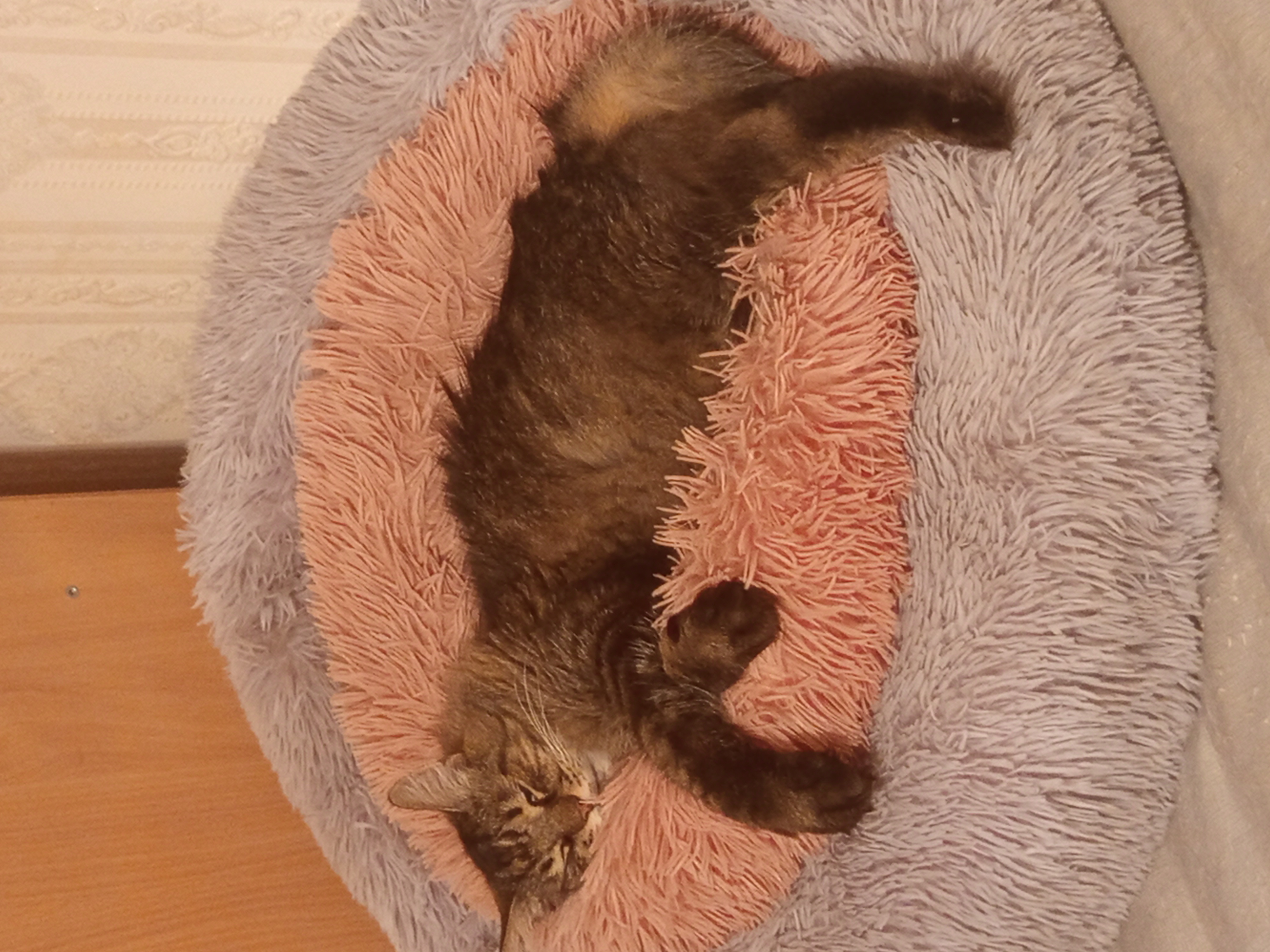 Фото питомца: кот спит после праведных трудов по охране порядка в доме