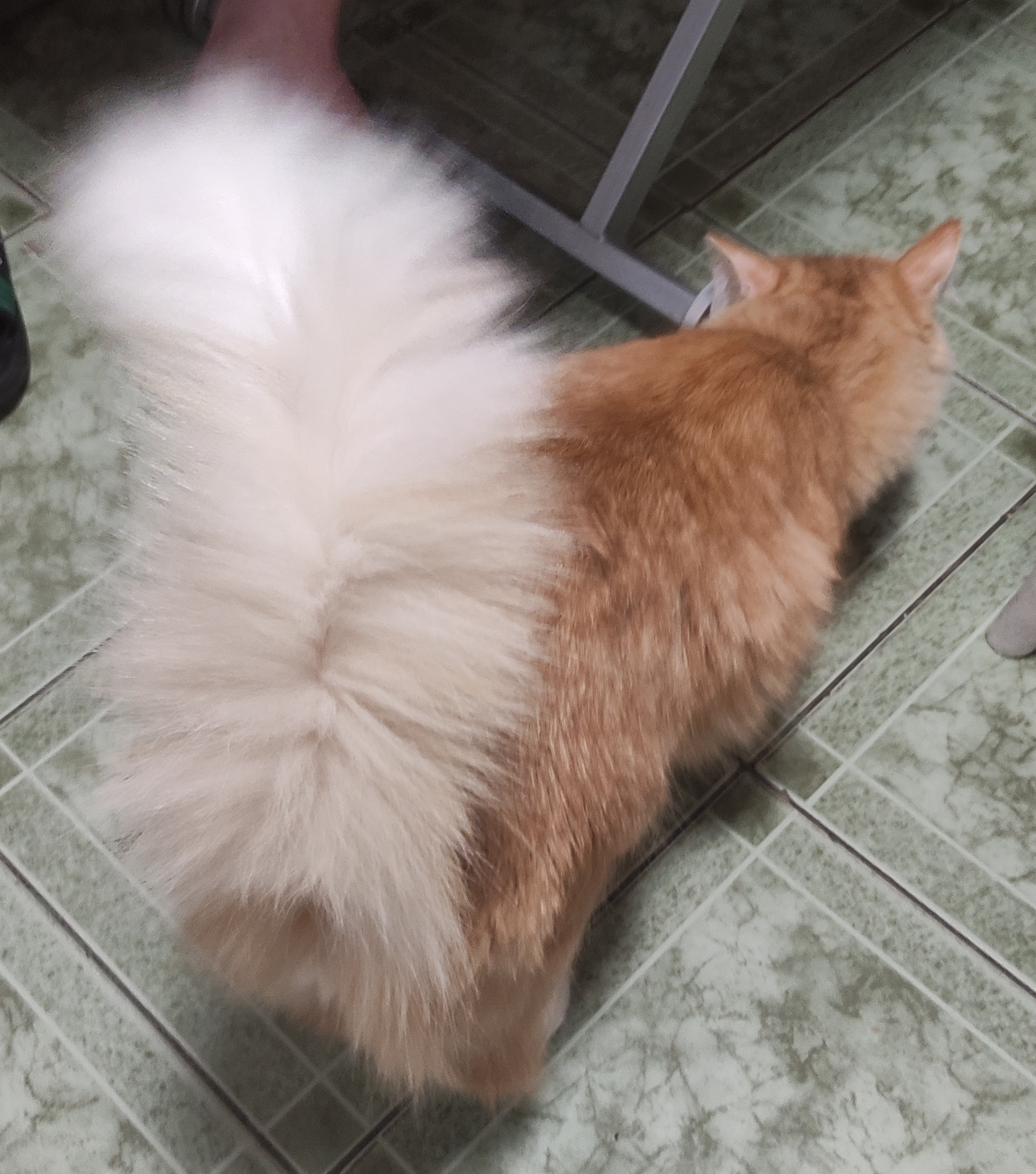 Фото питомца: кот Бусинка демонстрирует хвост