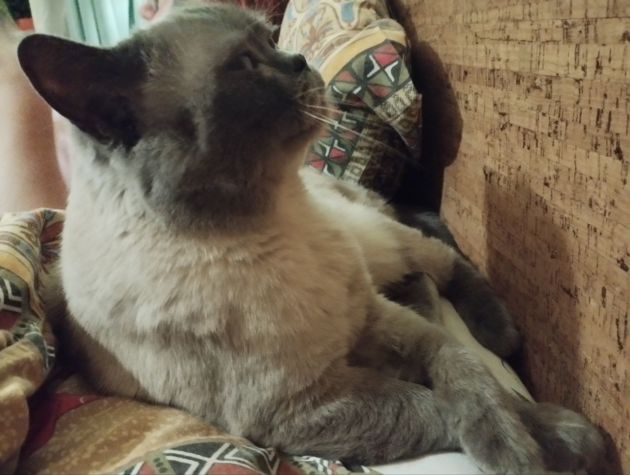 Фото питомца: кот Кокос наслаждается жизнью