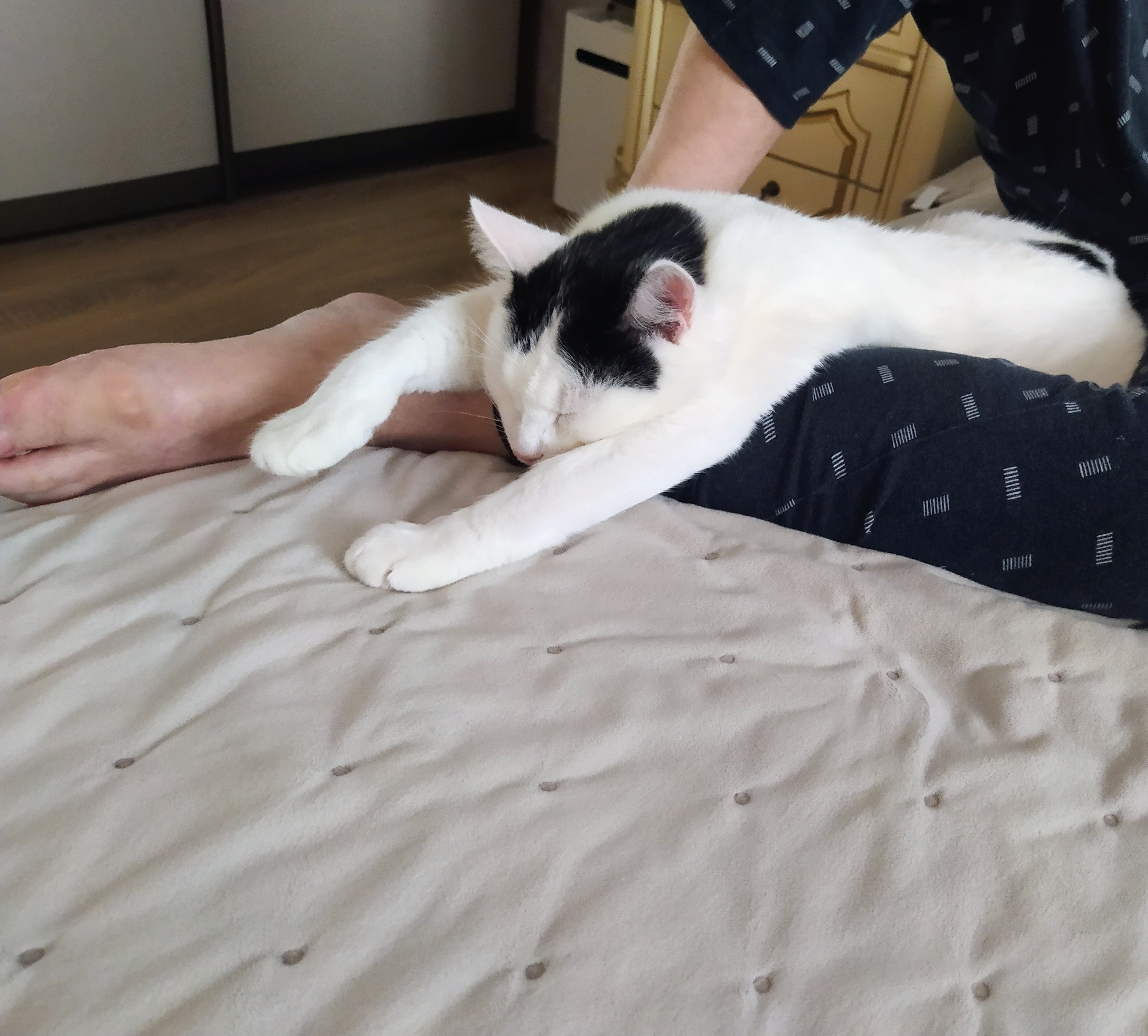 Фото питомца: кот Тимофей уснул у папы в ногах