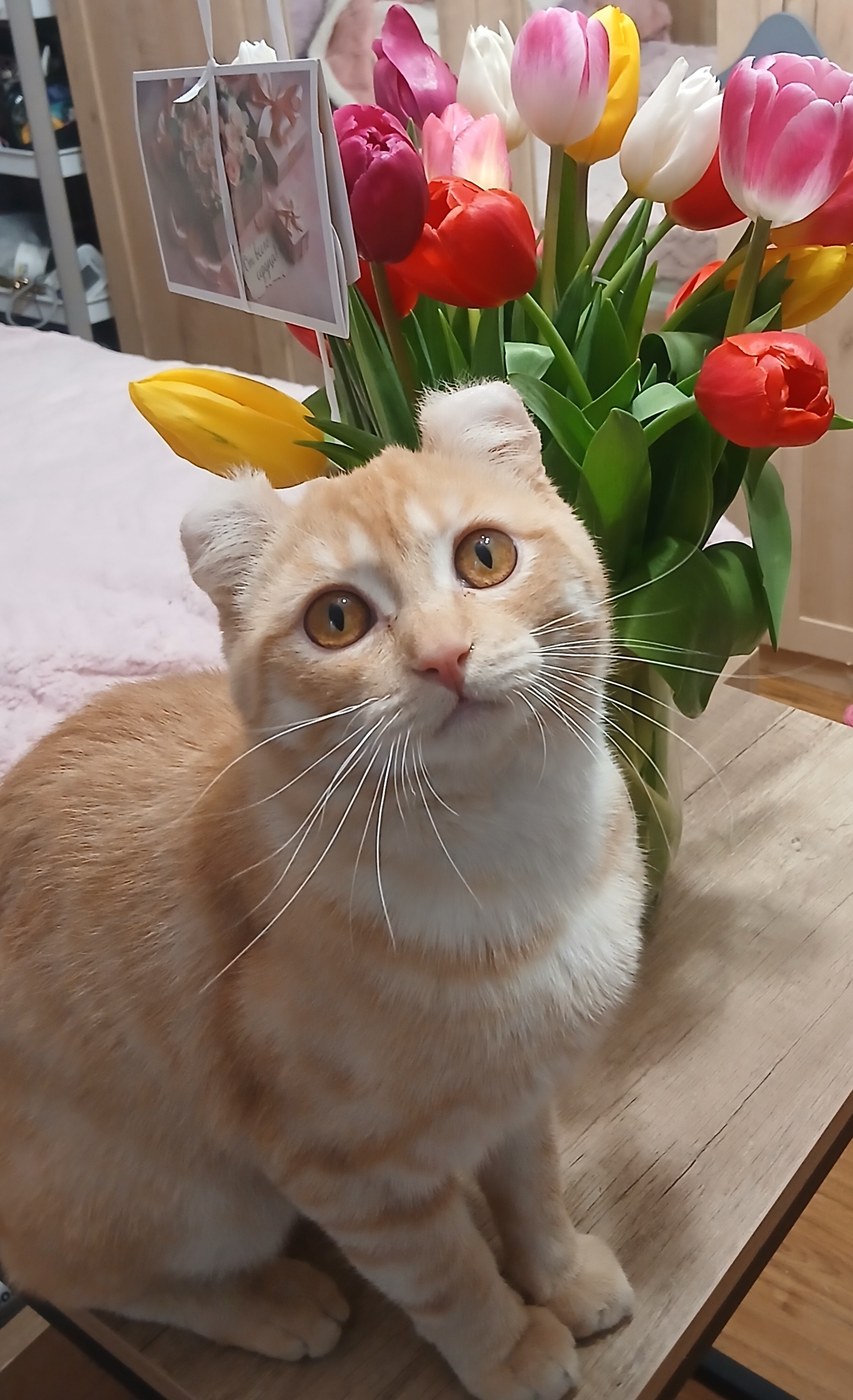 Фото питомца: умный Сема