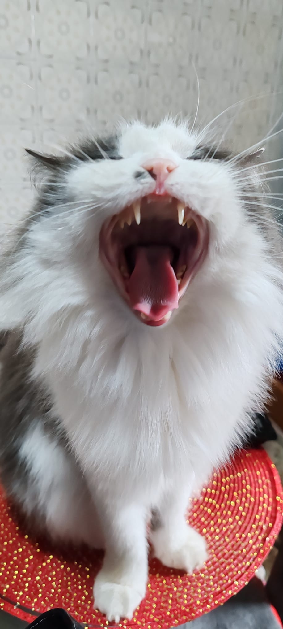 Фото питомца: кошка Алисия зевает