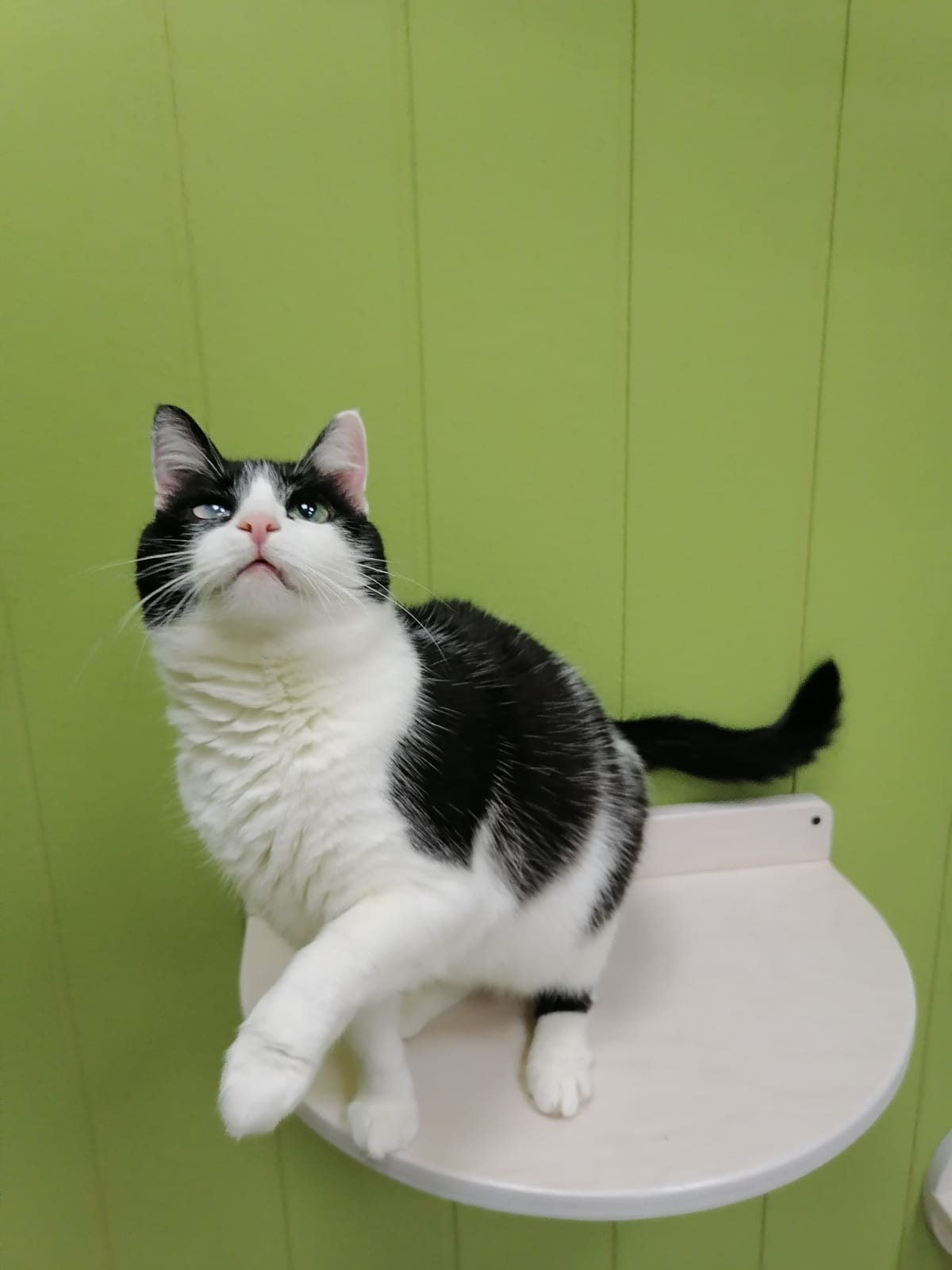 Фото питомца: кошка Люсенька — истинная дворянка