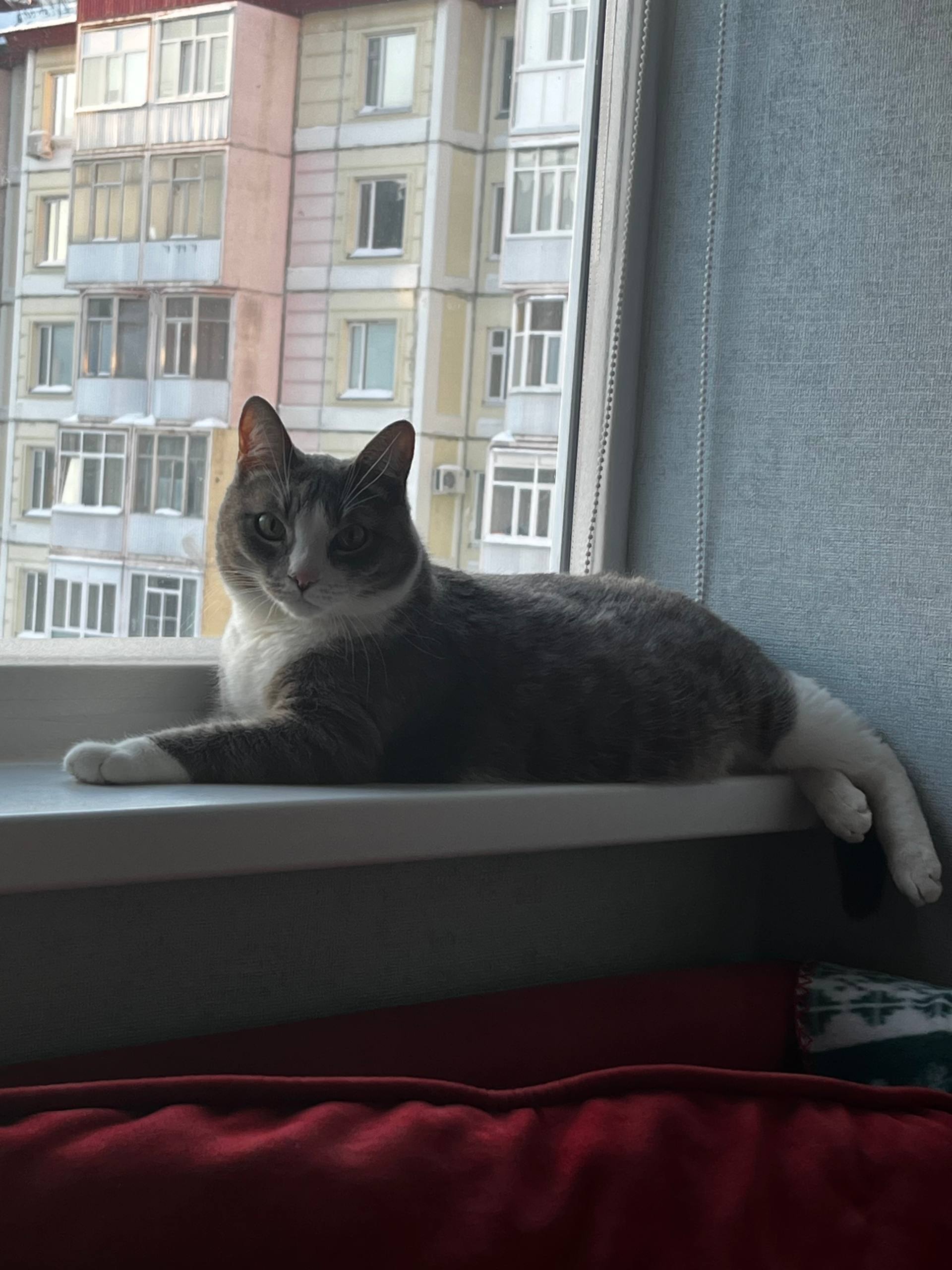 Фото питомца: кот Джин отдыхает