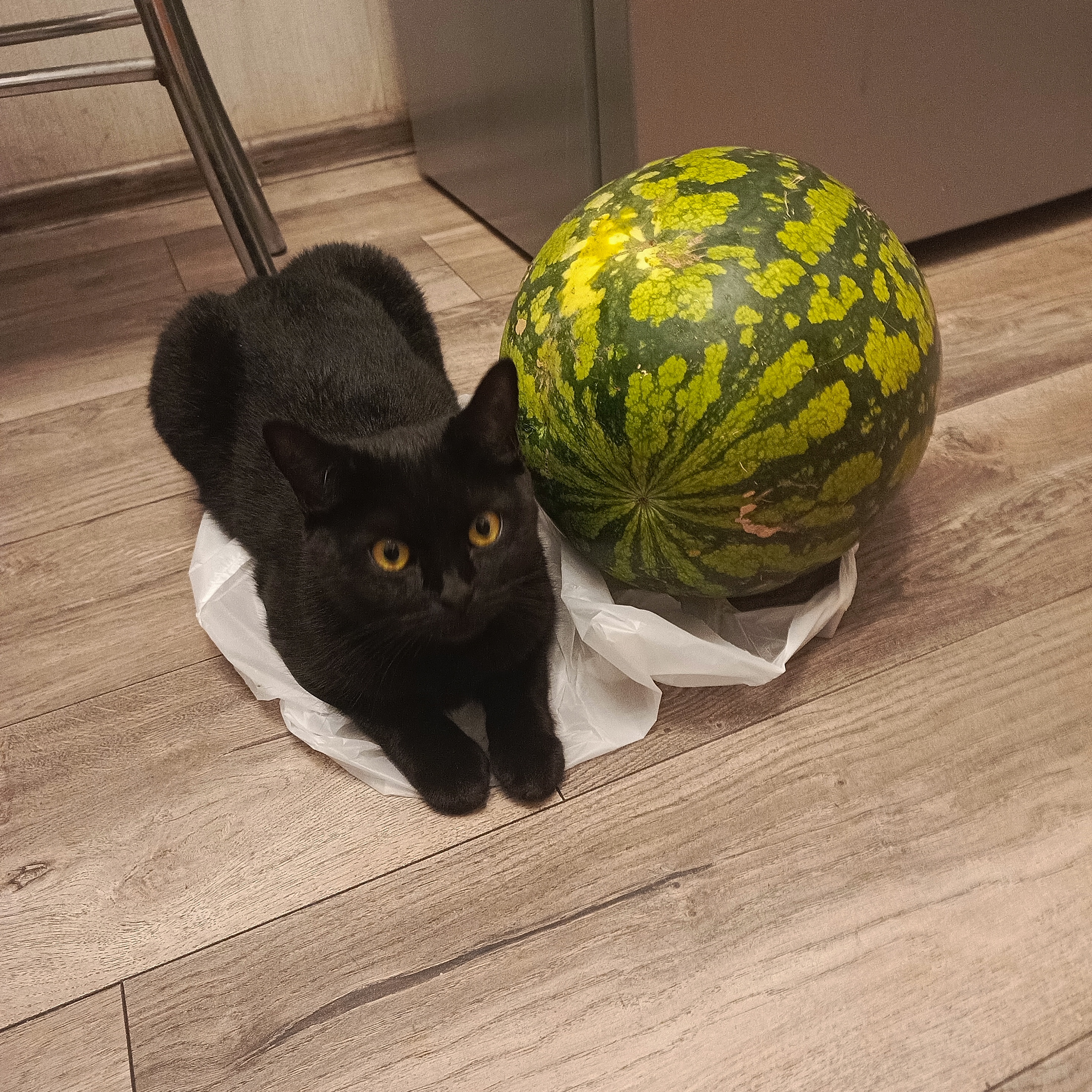 Фото питомца: кошка Бусильда охраняет арбуз