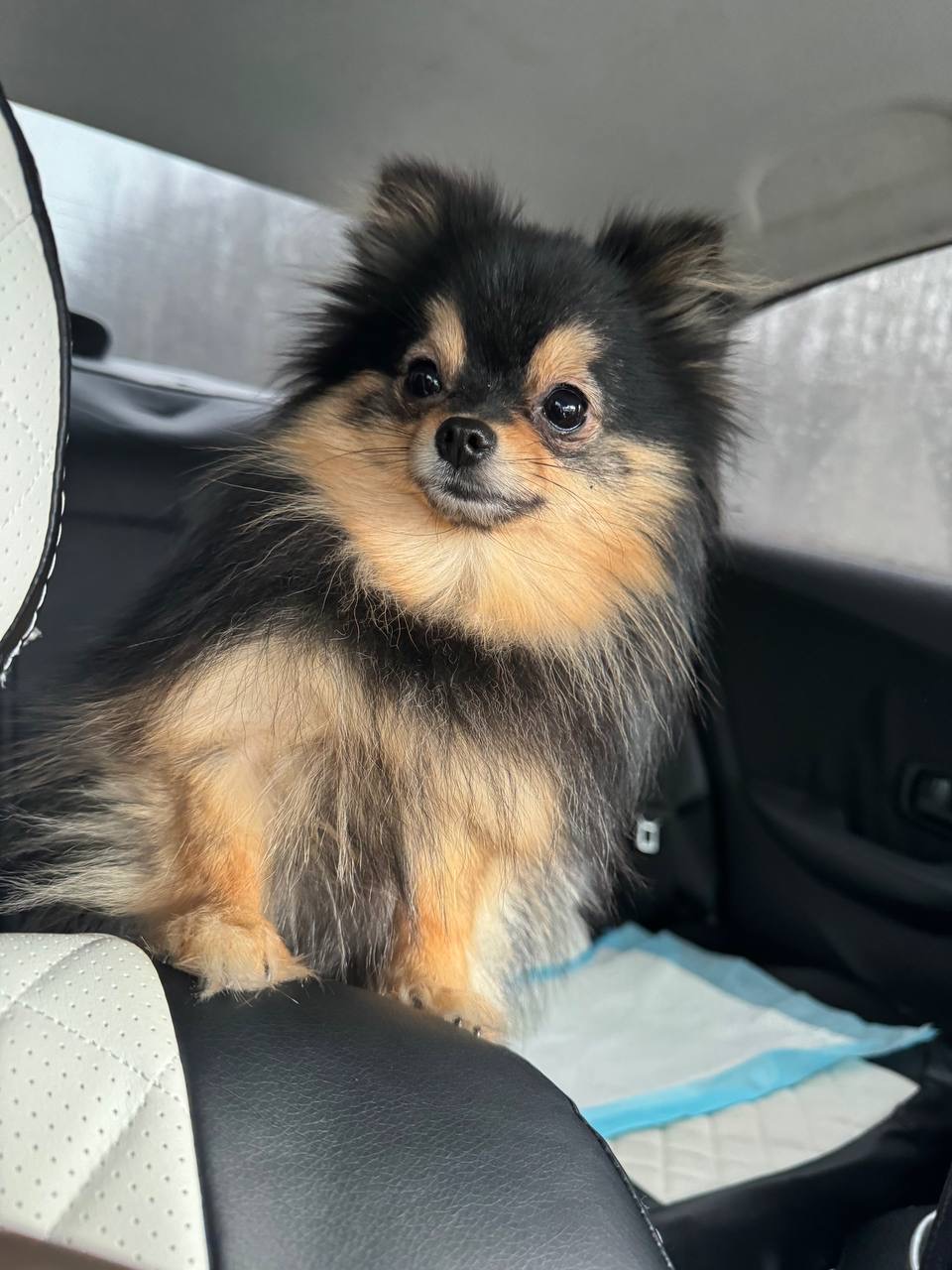 Фото питомца: собака Ника играет