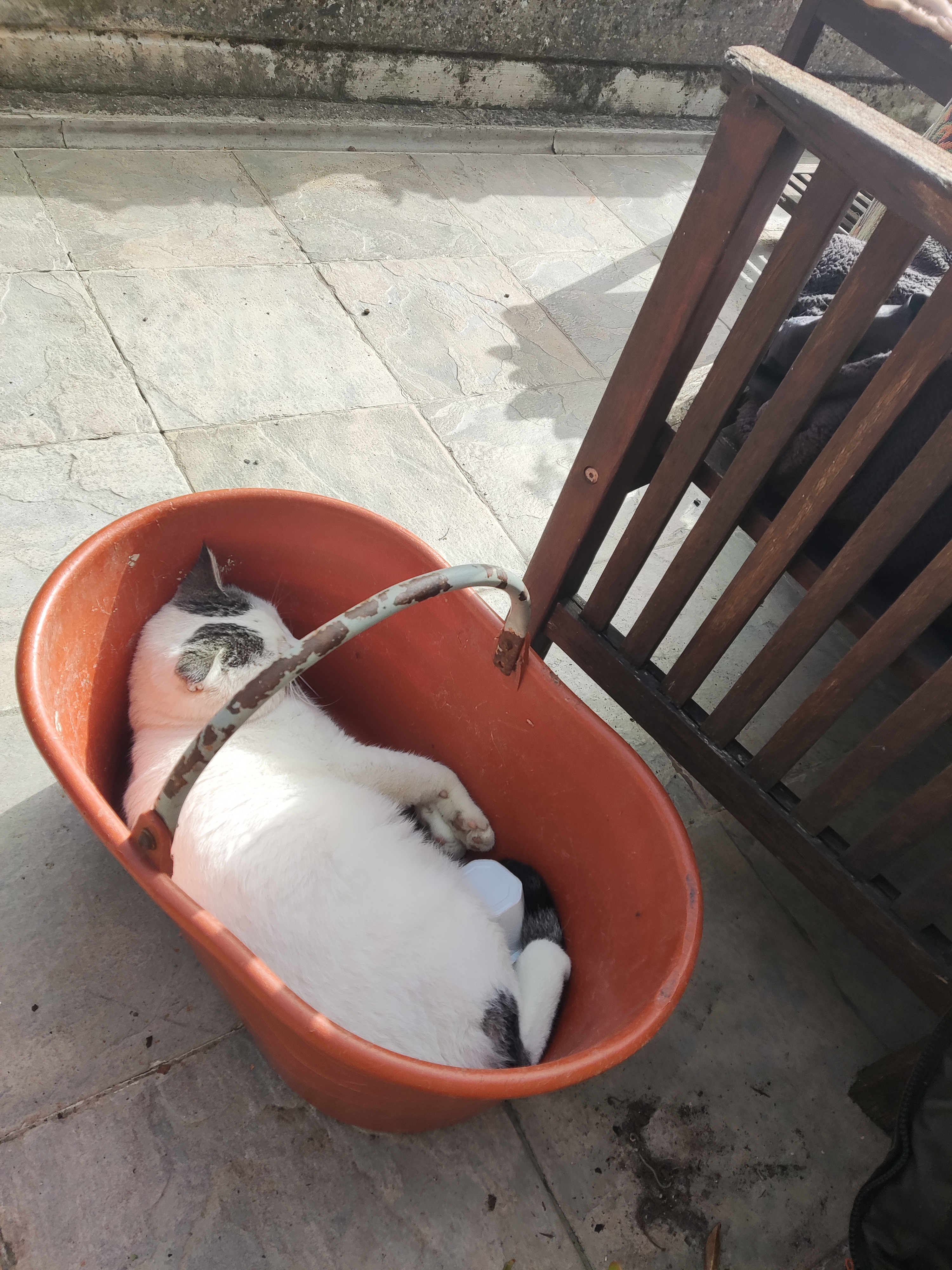 Фото питомцев: кошка Алисья и кот Зигрюшка прячутся в разных местах