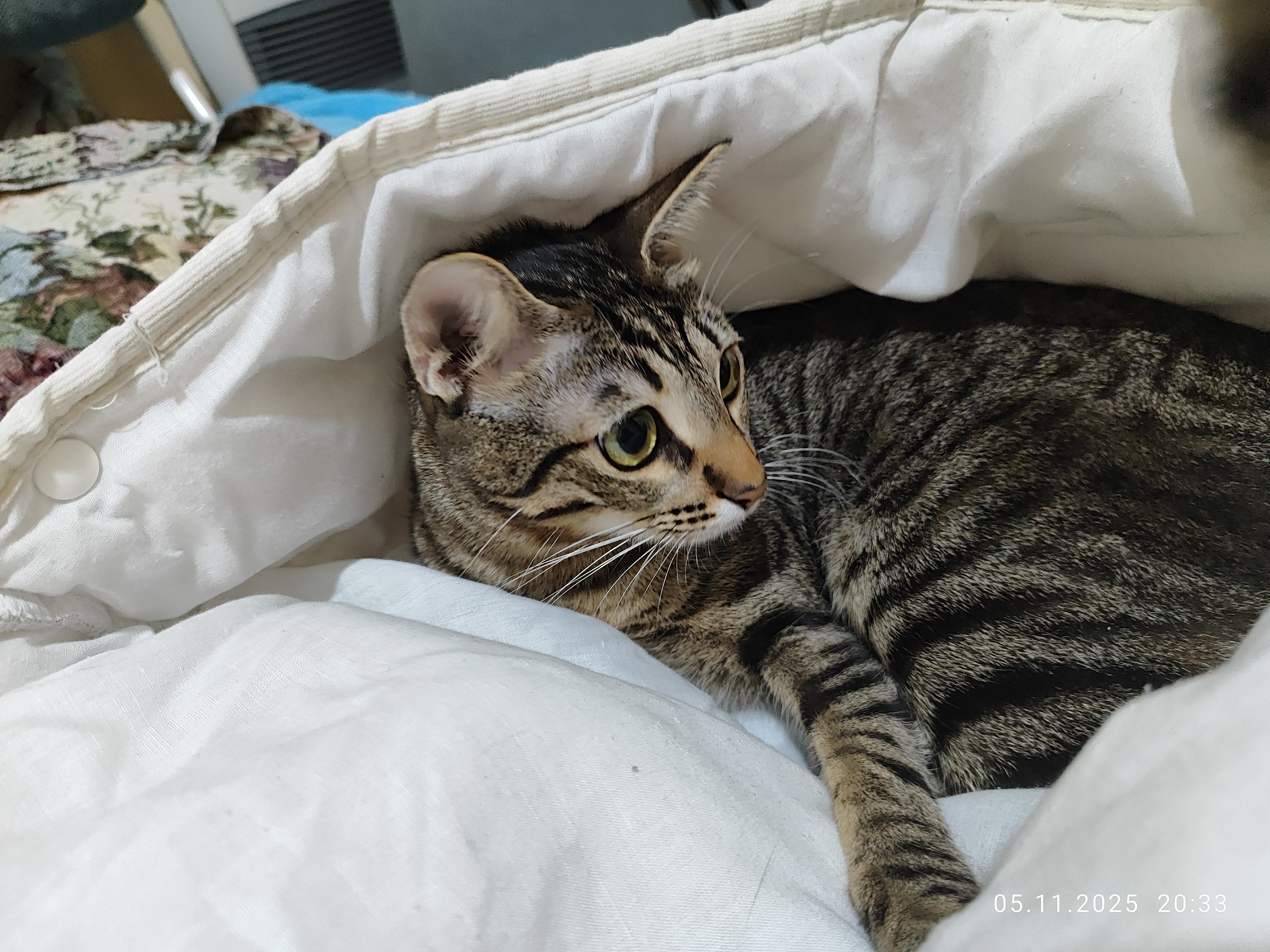 Фото питомца: кошка Муся любит спать целыми днями