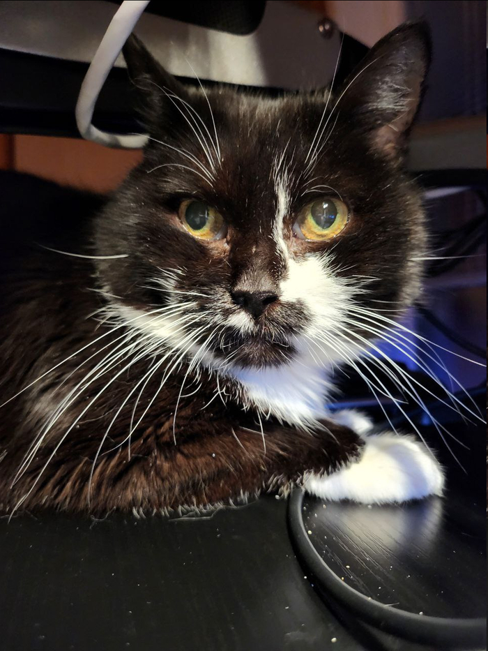 Я сделал приложение для мониторинга здоровья питомцев с помощью нейросети