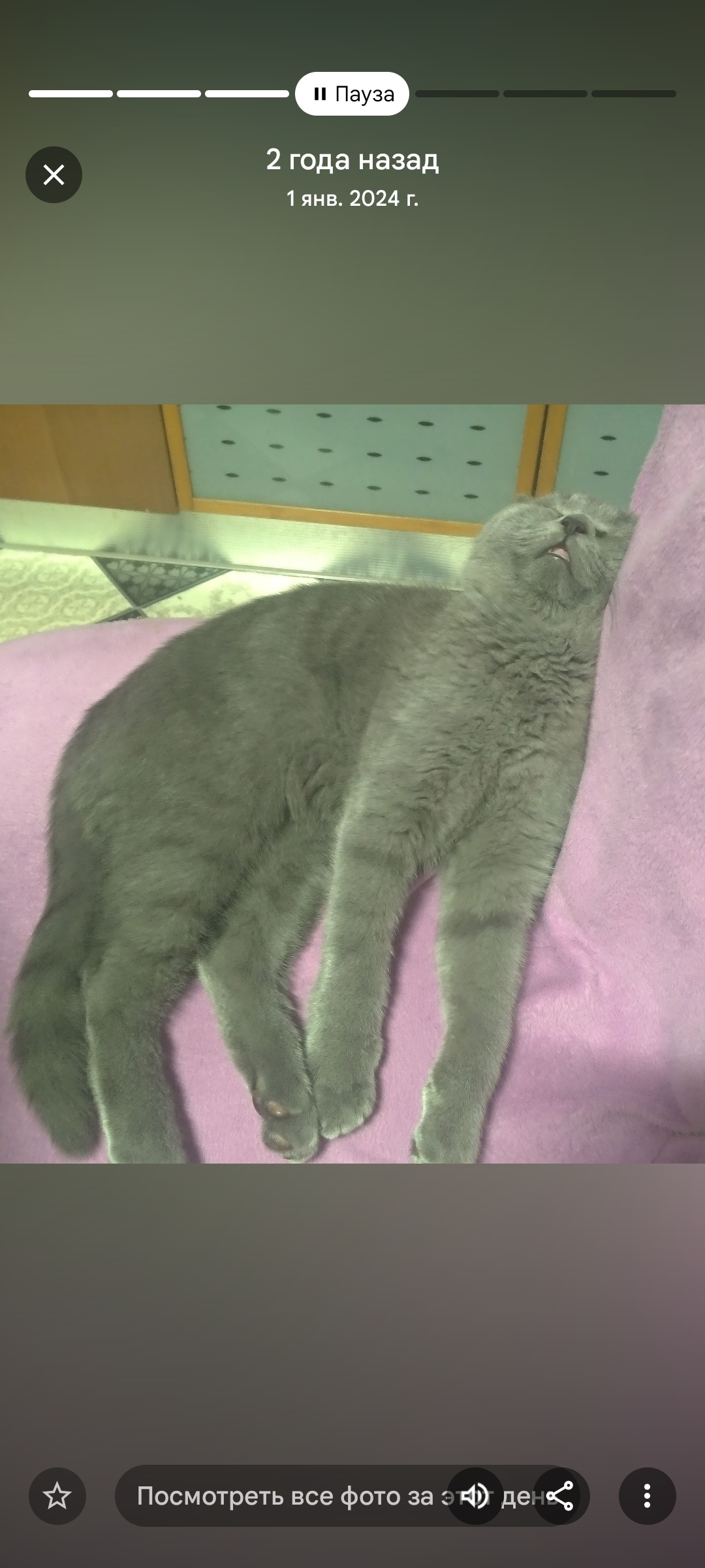 Фото питомцев: послеобеденный сон котов