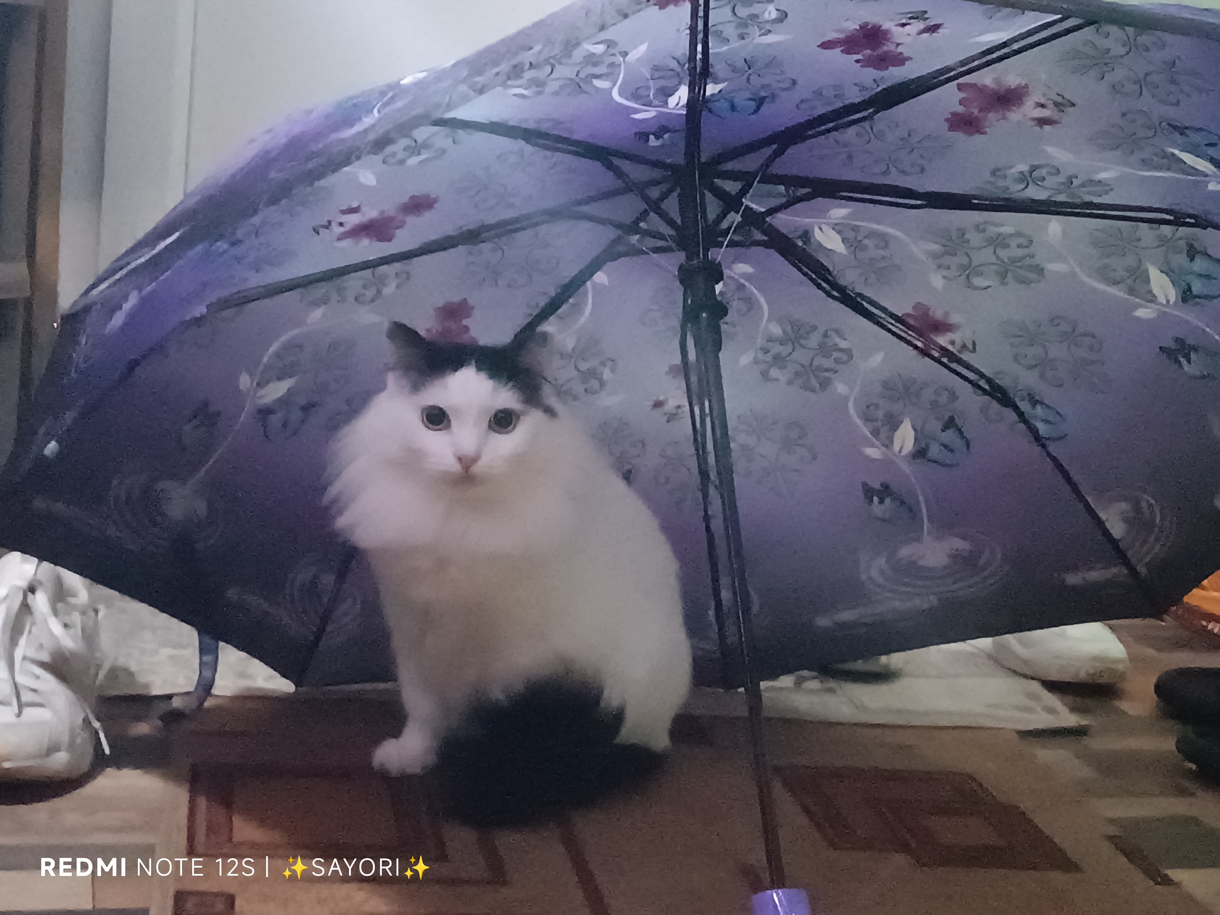 Фото питомца: кот Кракен наслаждается жизнью